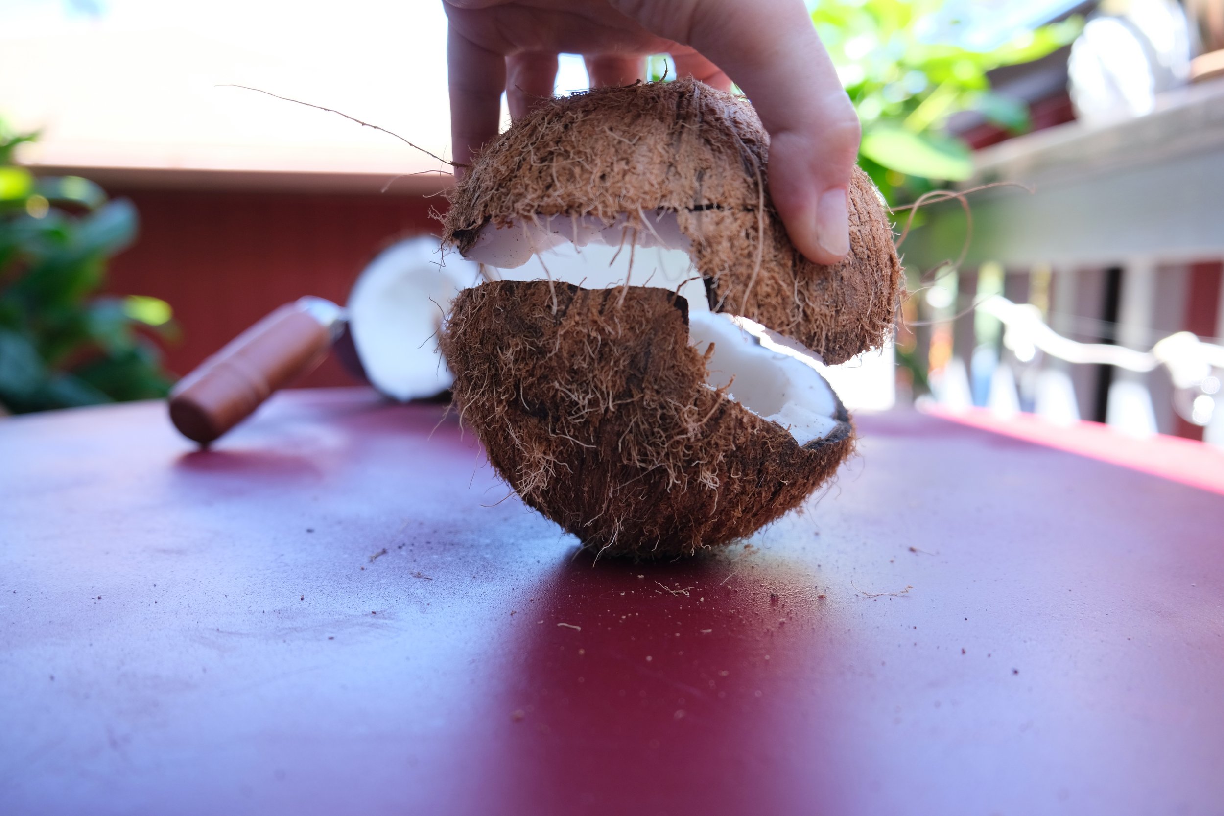 We grow coconuts, bananas, papaya, you name it