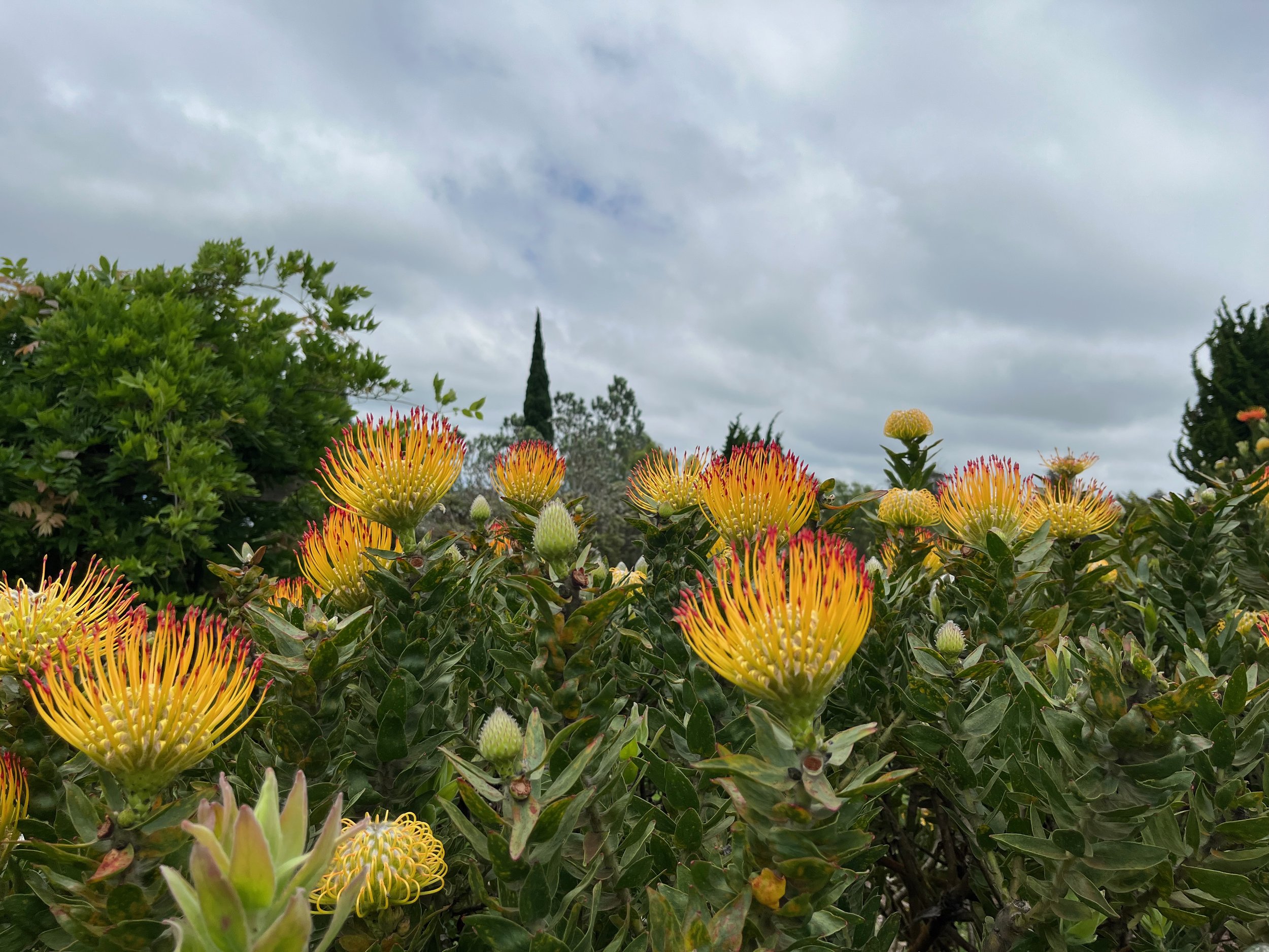 Flowers at the Lavender Farm gardens in Kula