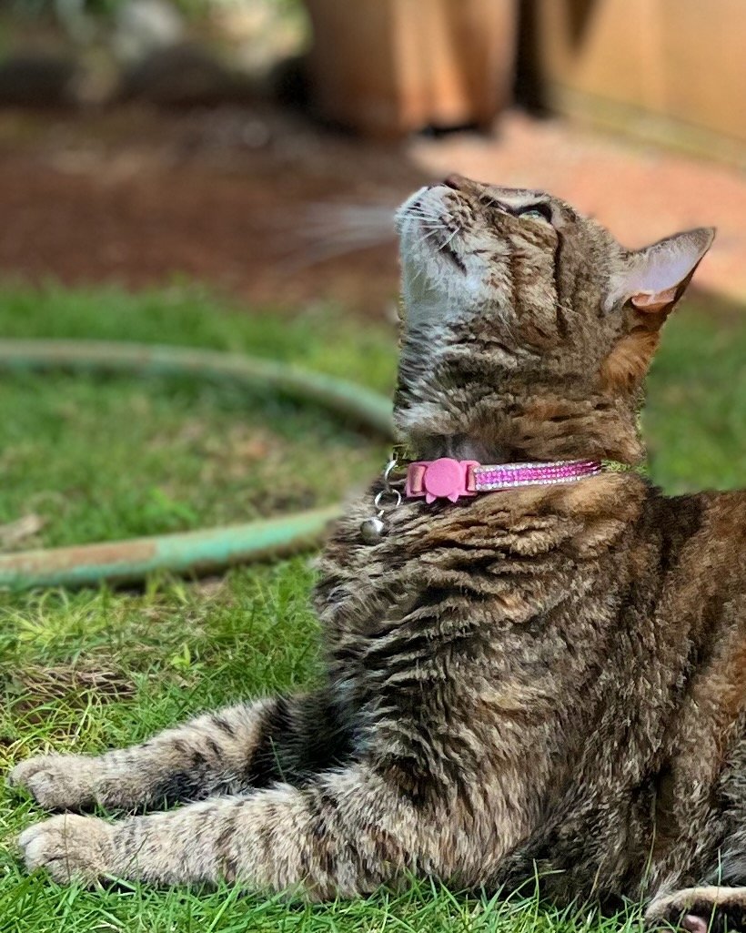 Kazi in the back yard
