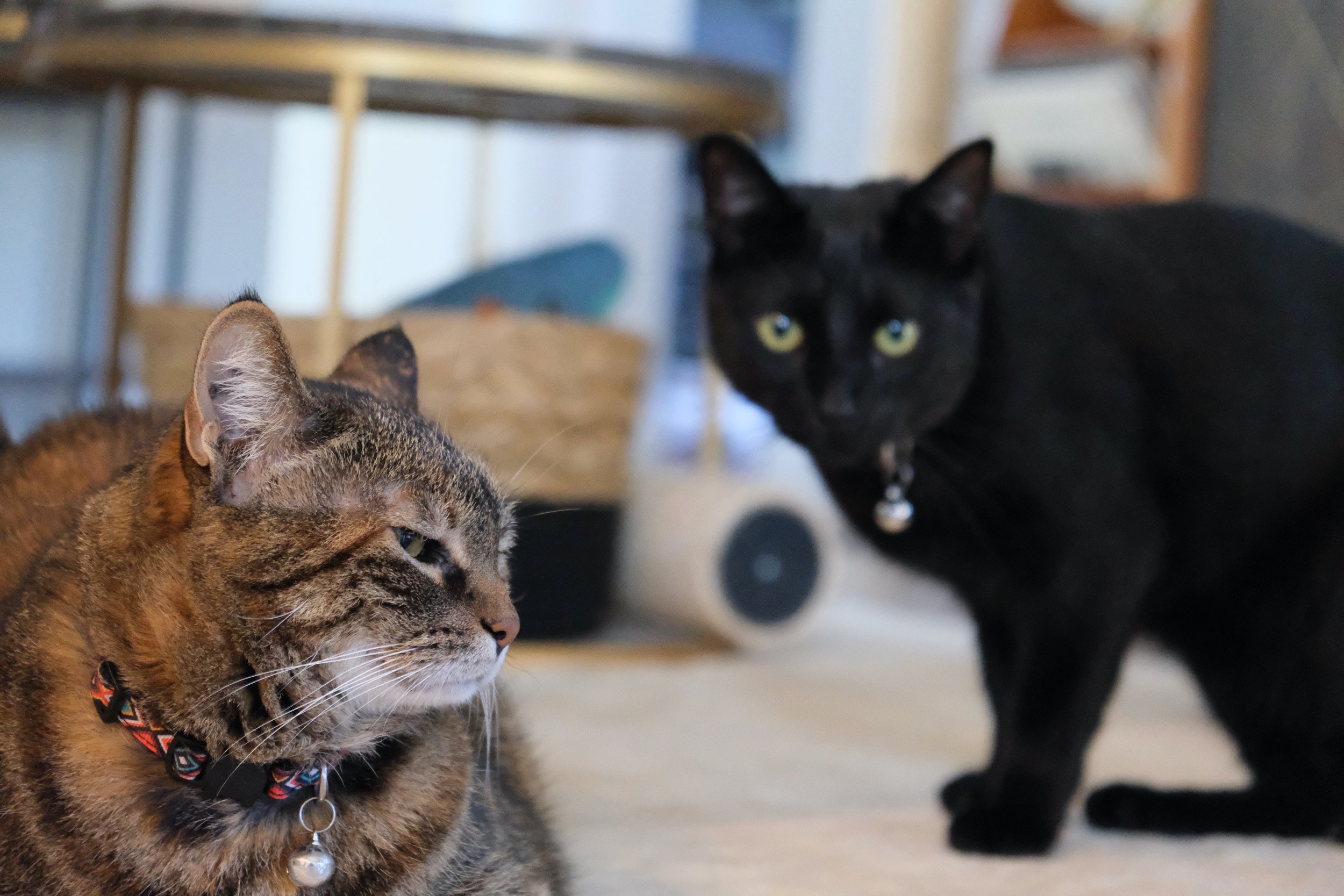 Kazi and Dwayne, my feline office mates
