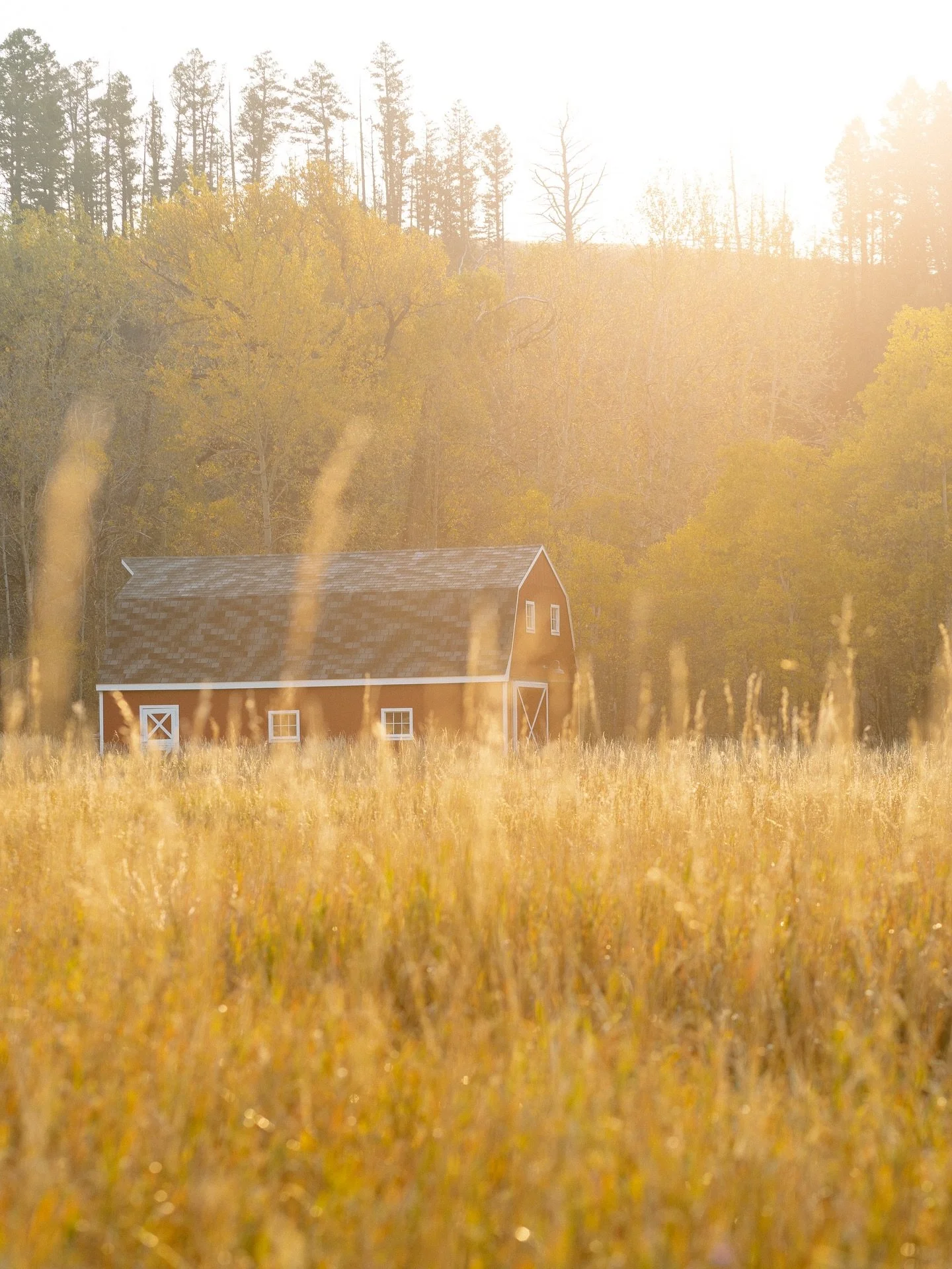 Golden fields, a red barn, and the kind of light that only Montana in the fall can give us 🍂✨

These landscapes aren&rsquo;t just backdrops&hellip;they&rsquo;re part of our story. The barns, cabins, and quiet structures scattered across our valleys 