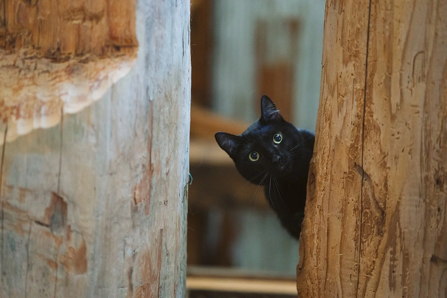Our sleek little client 🐈&zwj;⬛ here believes every paw-sition in life is better when it&rsquo;s surrounded by hand-hewn beams and rustic charm. 

Between naps, dramatic stares 👀 , and supervising from the shadows, this black beauty is soaking up i