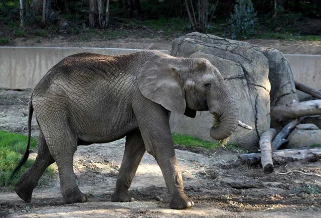 Oakland Zoo is a leader in elephant welfare.
