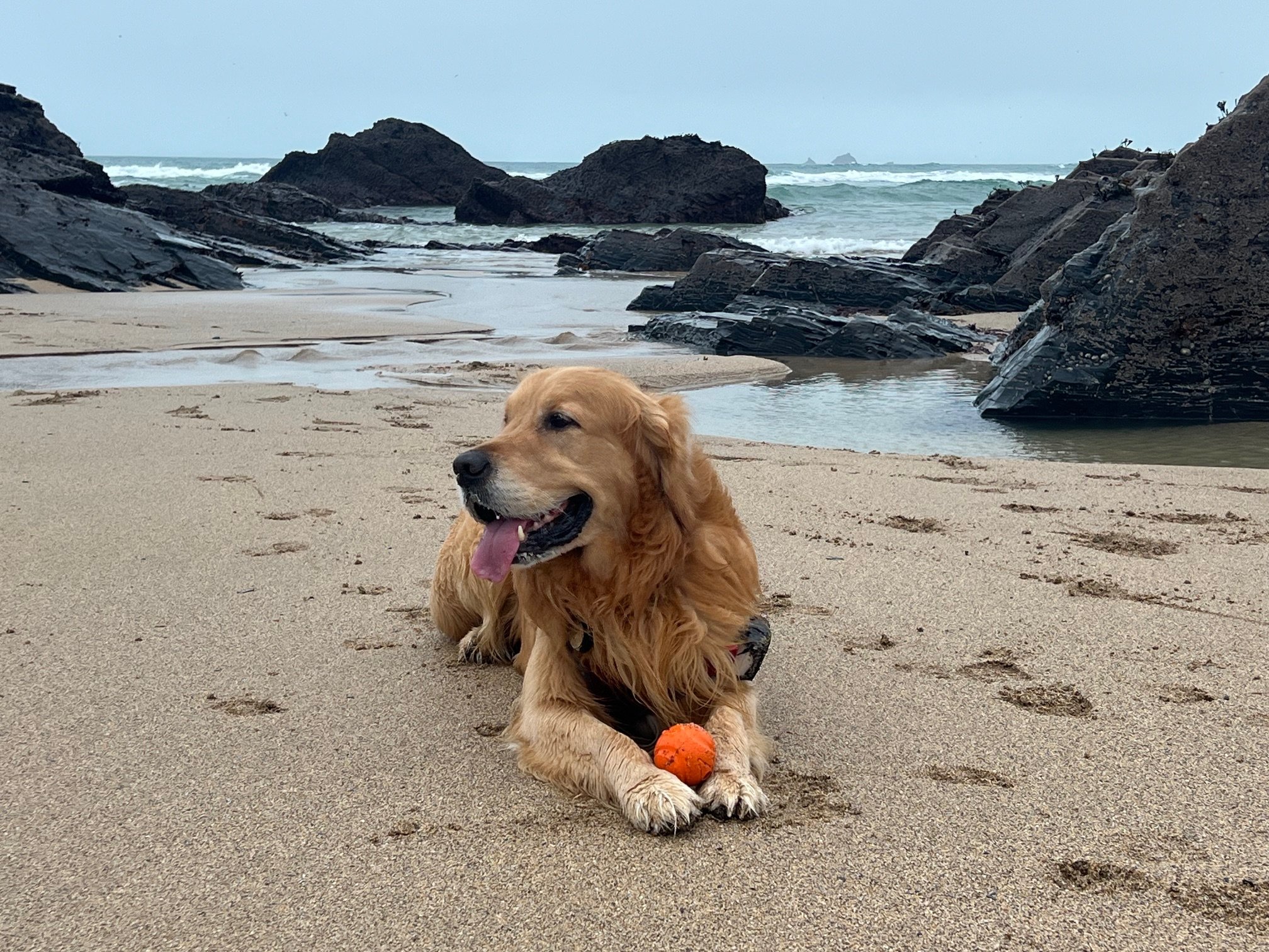 Golden retriever lying on sandy beach with orange ball and rocky coastline in background.
