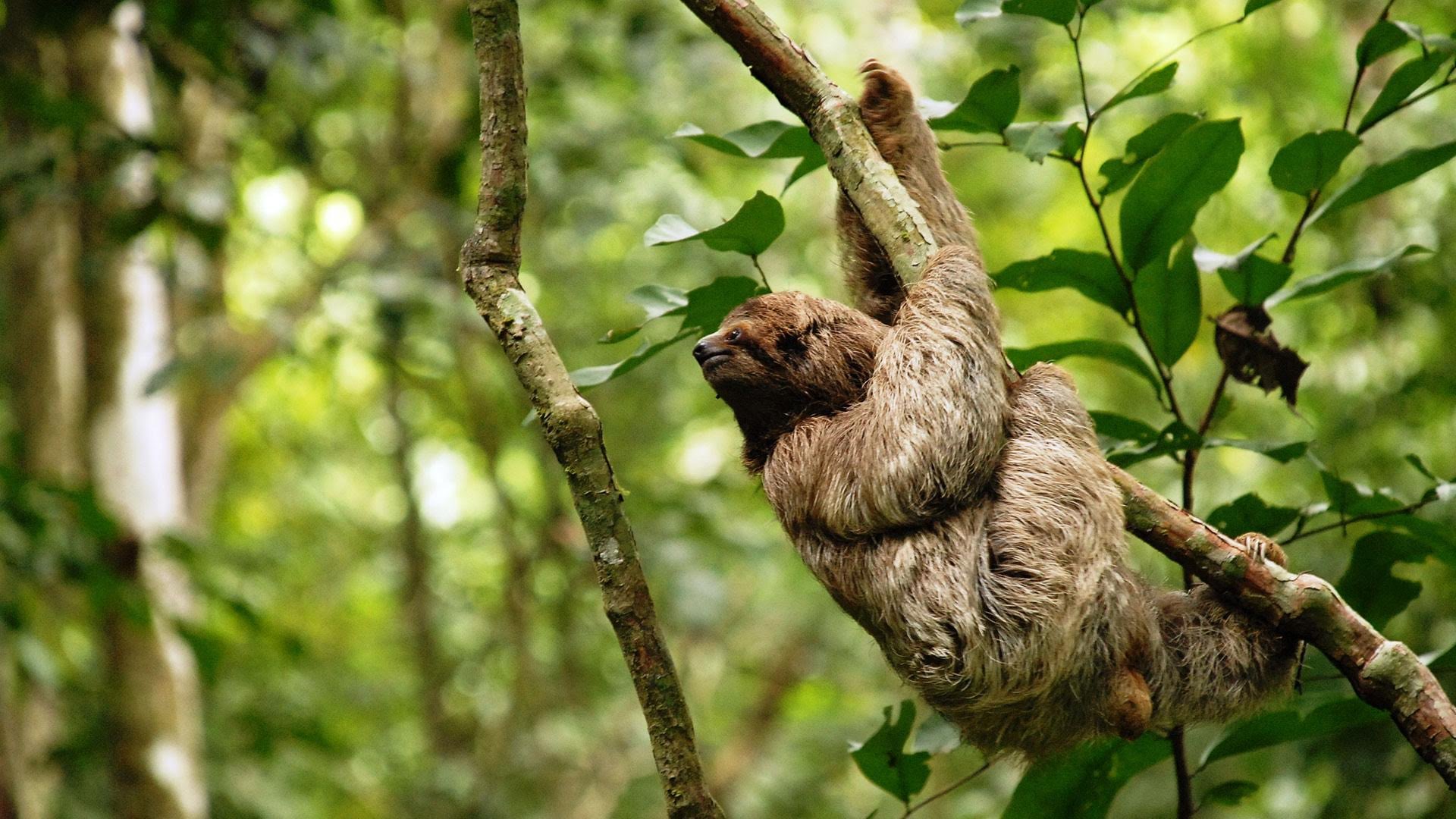 costa-rica-wildlife-sloth.jpg