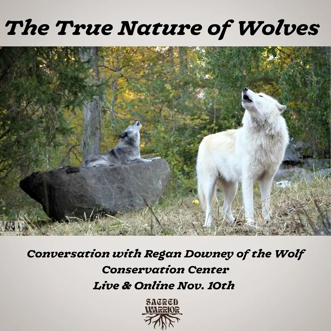 You're invited to join me, @vchakour for a live conversation with Regan Downey, Education Director of the @wolfconservationcenter on November 10th at 1pm. 

Join us on Zoom to learn about wolves, their role in our ecosystems, and what you can do to h