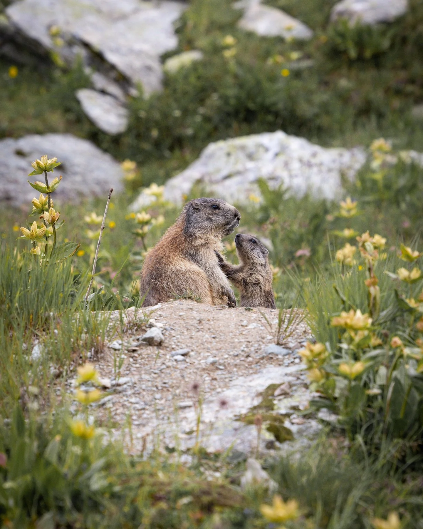 Spotted on a hike! 
Marmot family goals! Relaxing, recharging, and spreading the love. 
&bull;&bull;&bull;
#engadinstmoritz #engadinmountains #graubuenden #myswitzerland
