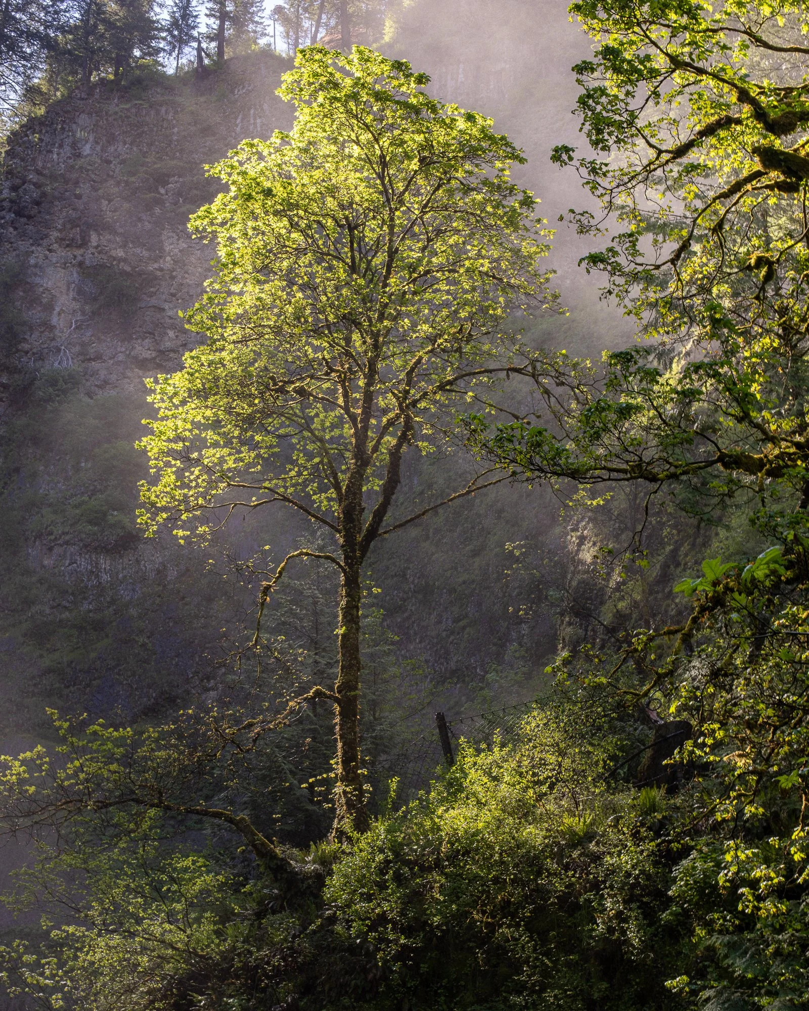 Tree Glowing Basking in the Soft Light Surrounding Multnome Falls.jpg