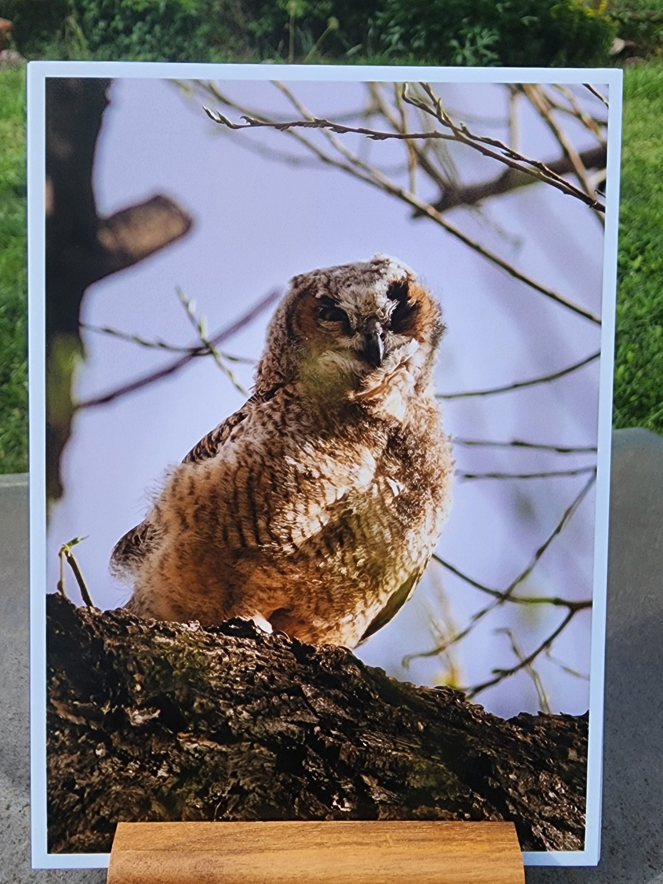 Dapper+Owl+5x7+w.+Stand+%281+of+1%29.jpg