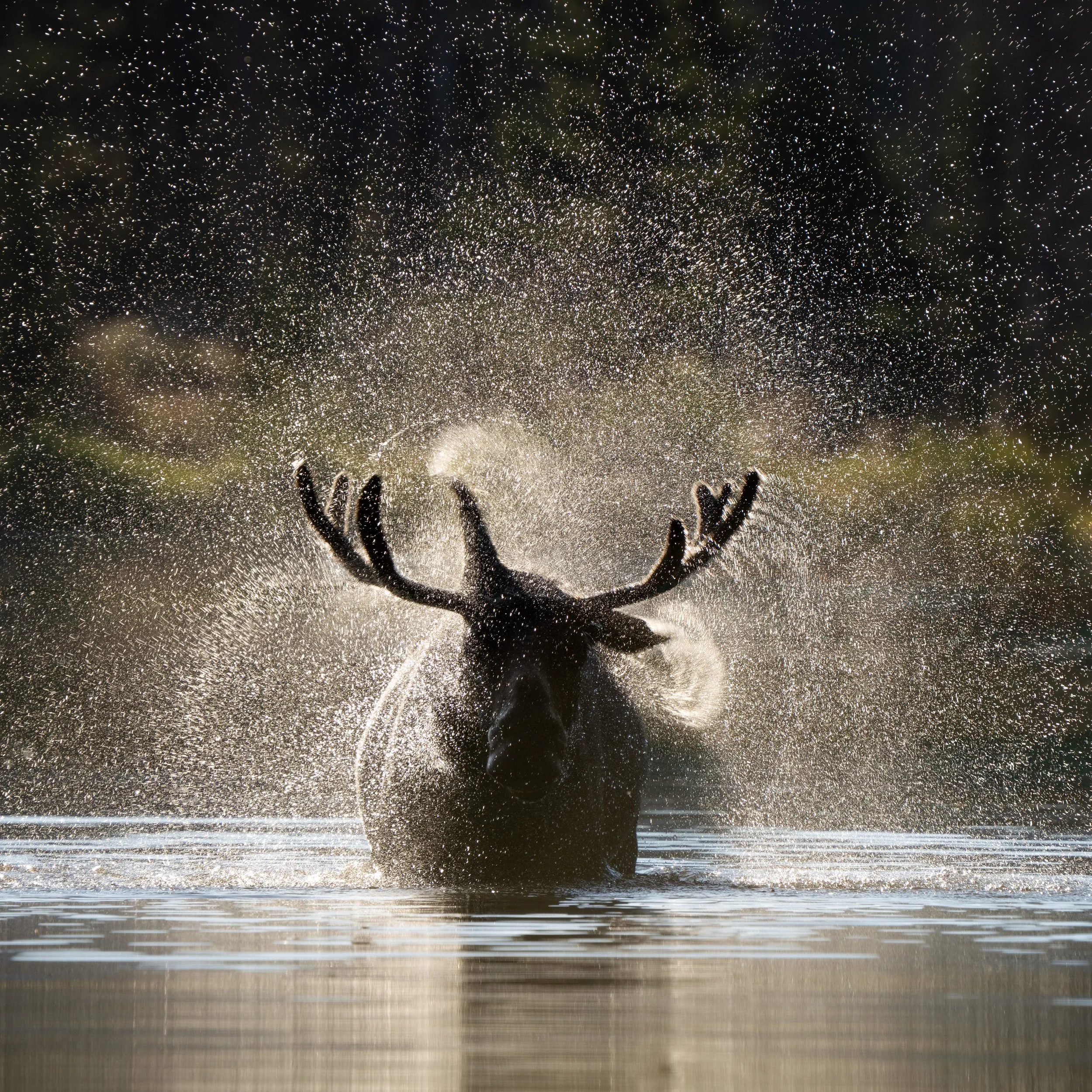 Photo of a young bulll moose shaking the water out of its hide at Sprague Lake in Rocky Mountain National Park, the water droplets creating a display of sparkling droplets