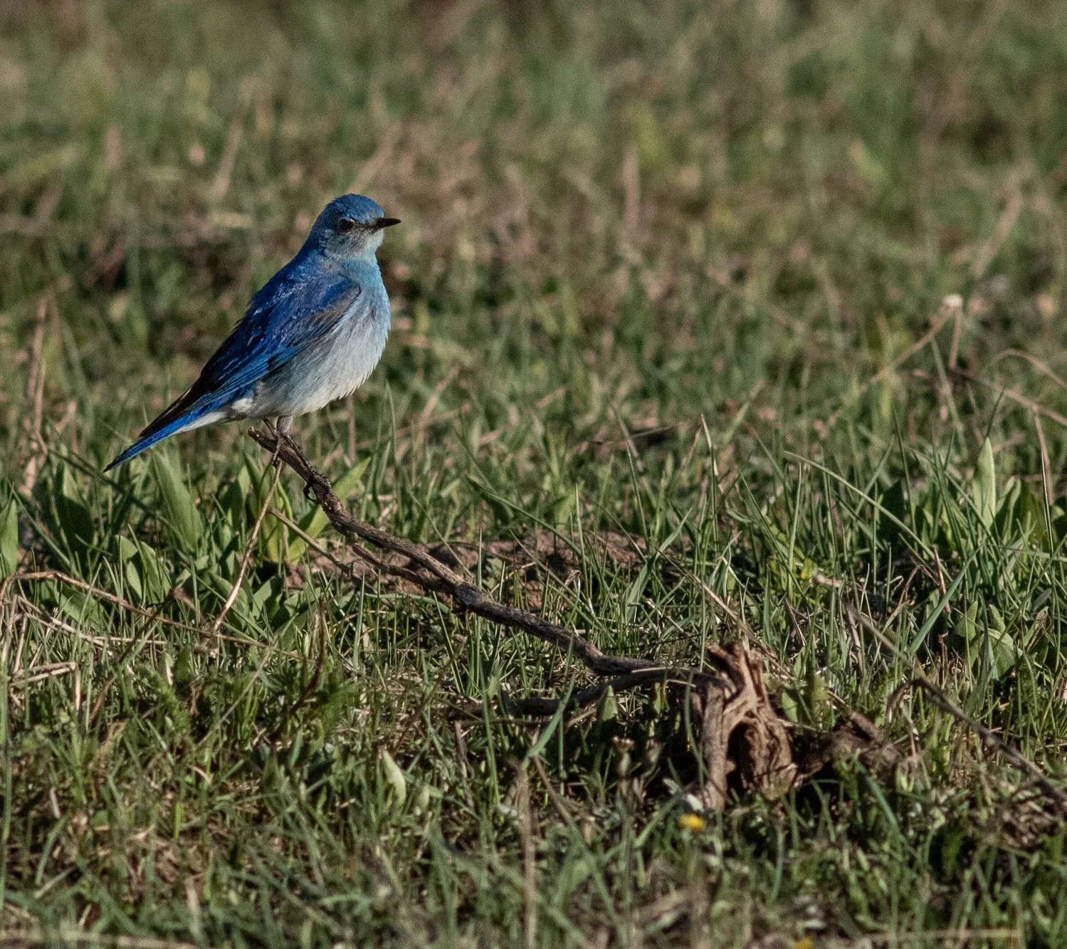 Early Spring Birding in Rocky Mountain National Park