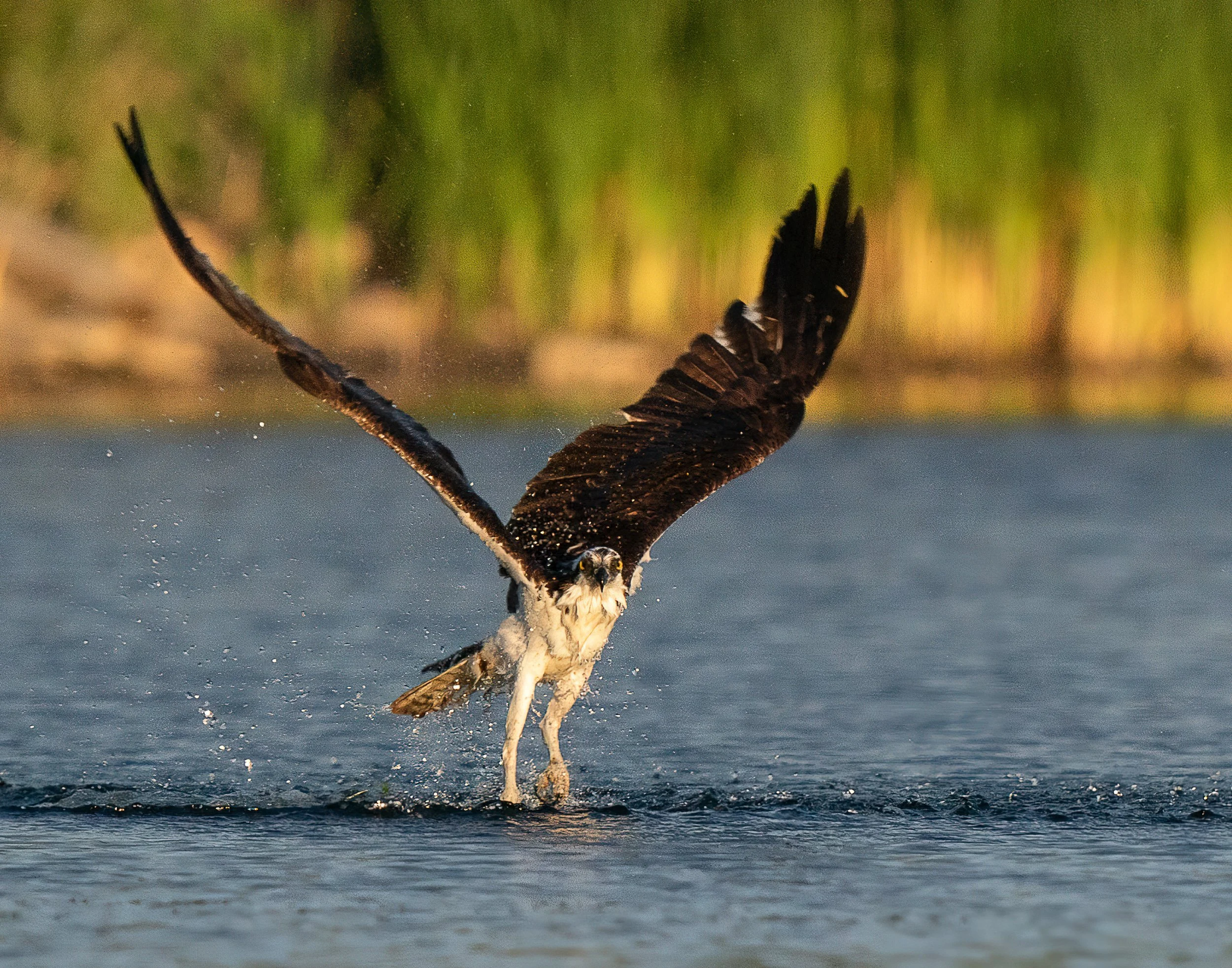 11x14 Osprey Water Walikng on Water.jpg