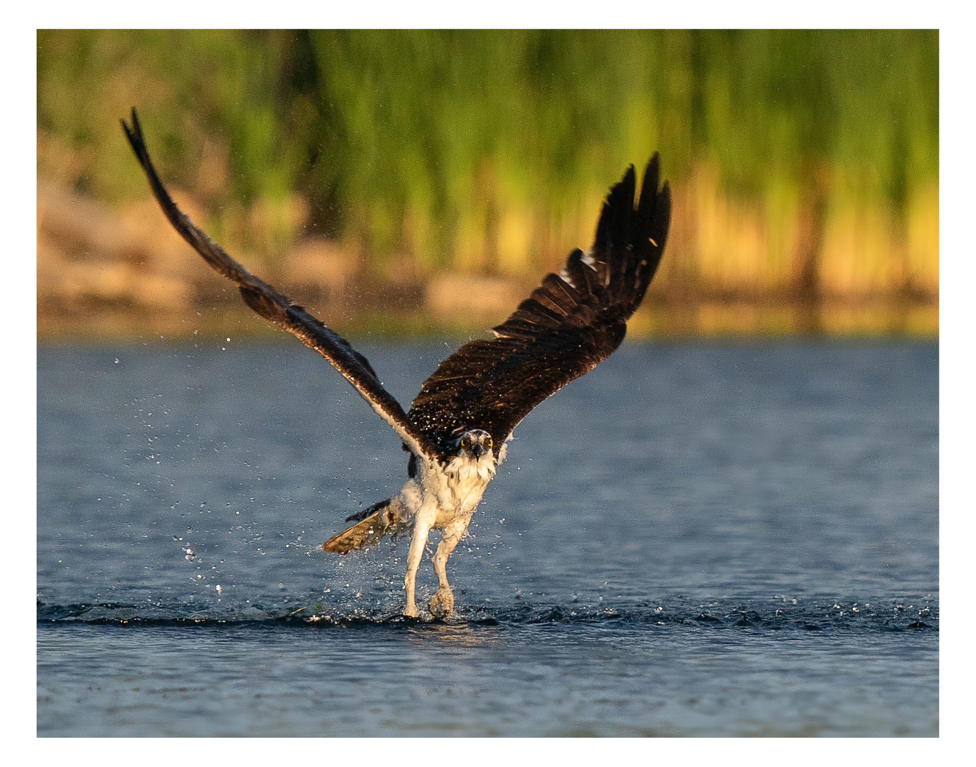 11x14 Ospery w. Border.png