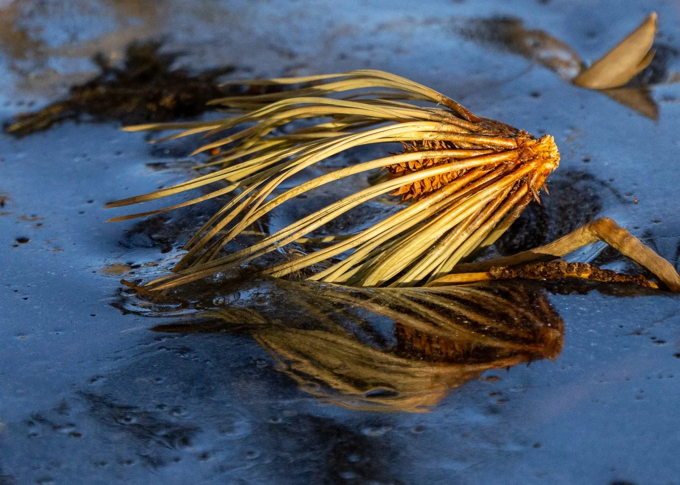 Frozen Reflection: Pine Cone and Needles in Winter Ice