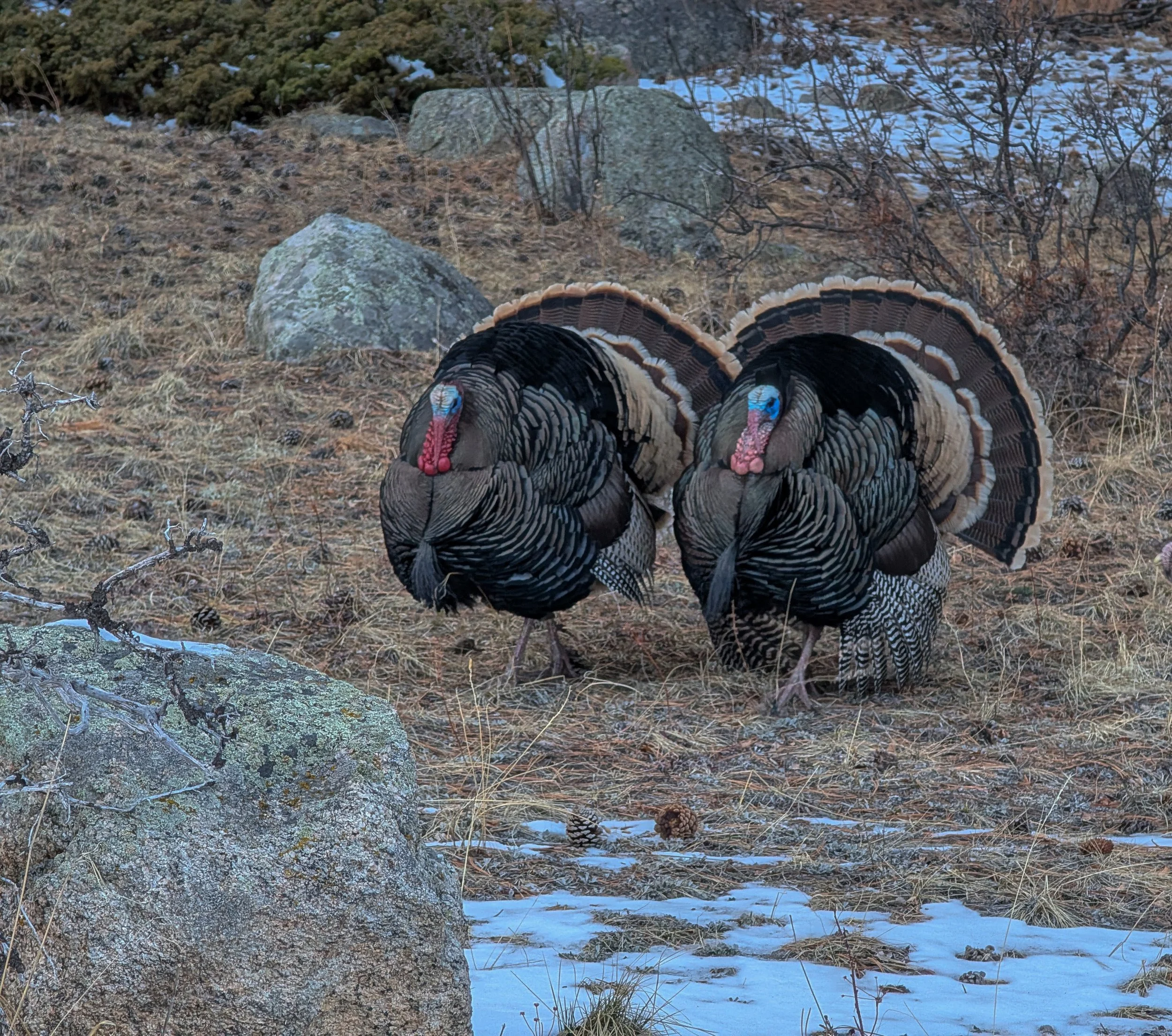 Two male wild turkeys posing during mating season with feathers all on display and in full color