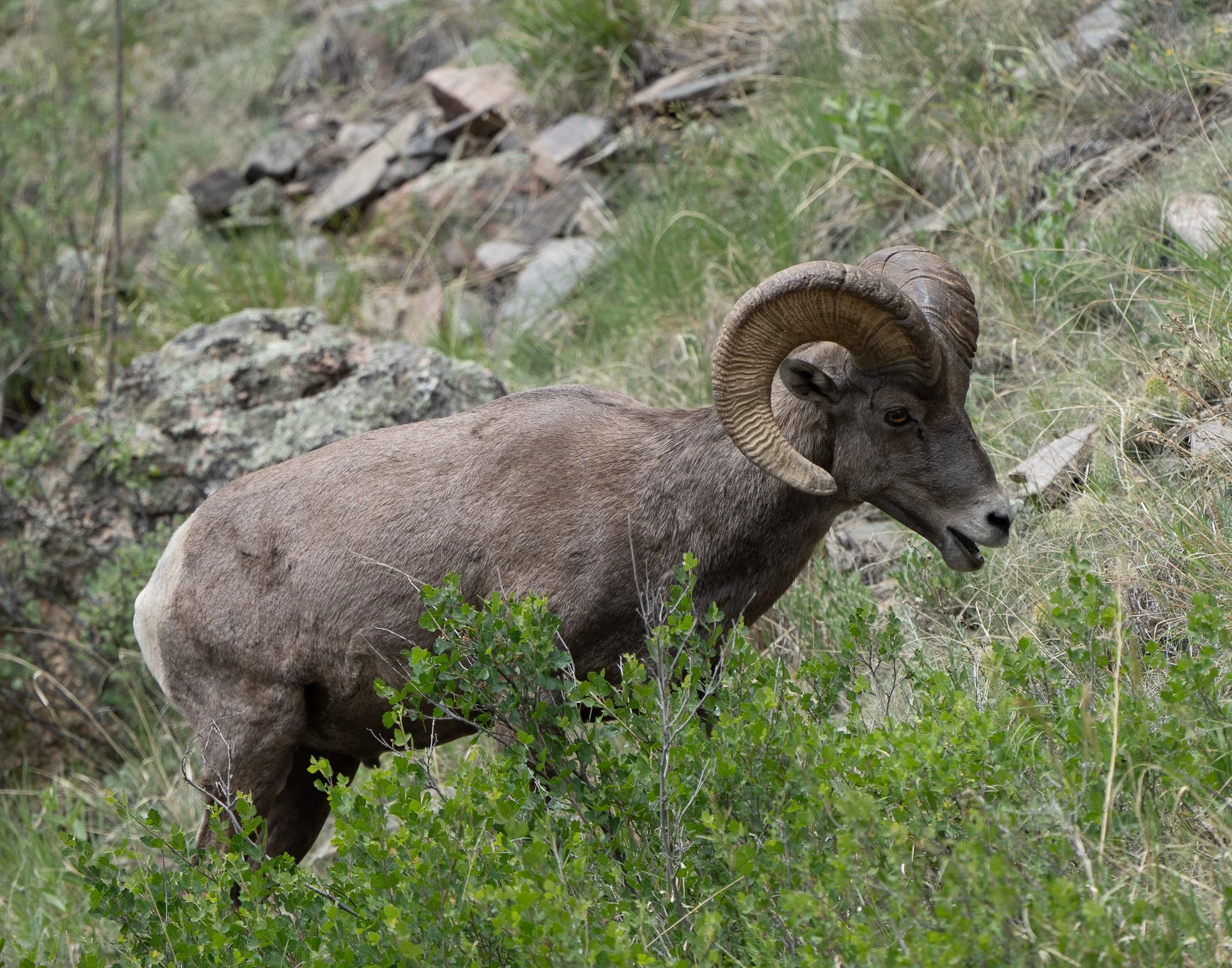 At Home on the Mountain | Bighorn Fine Art Print