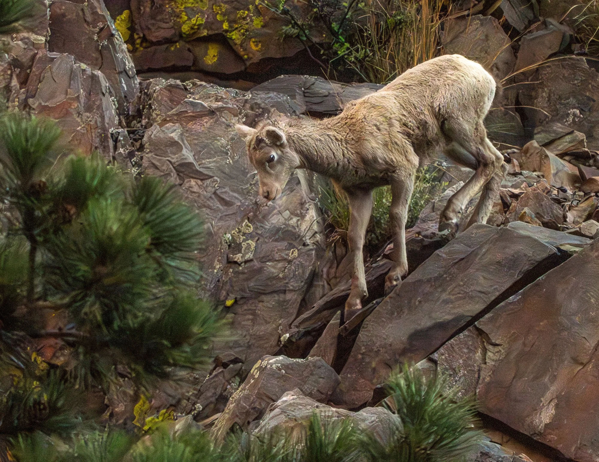 Learning the Way Down | Bighorn Fine Art Print