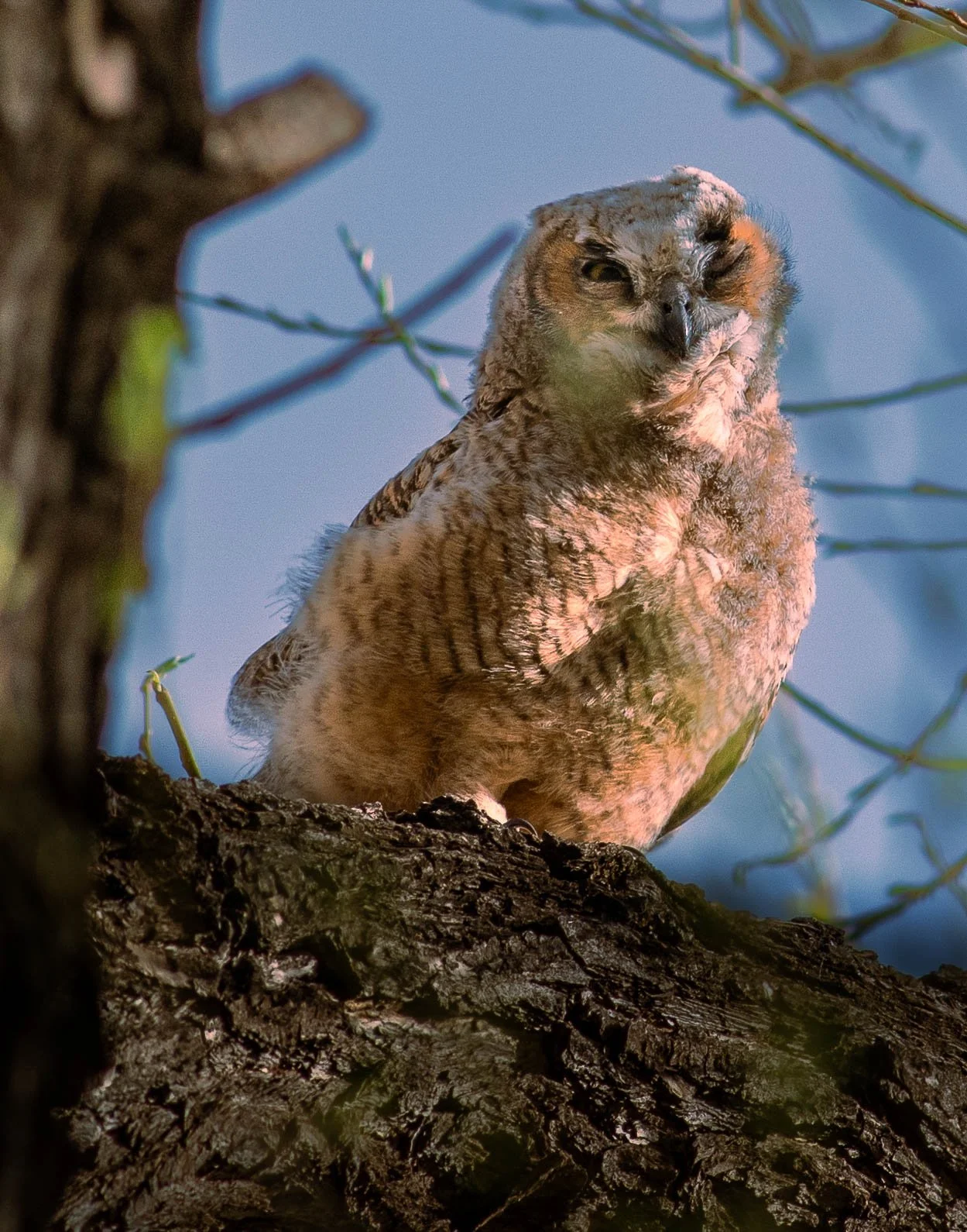 Dapper Young Owl - Is It Flirting With Us?