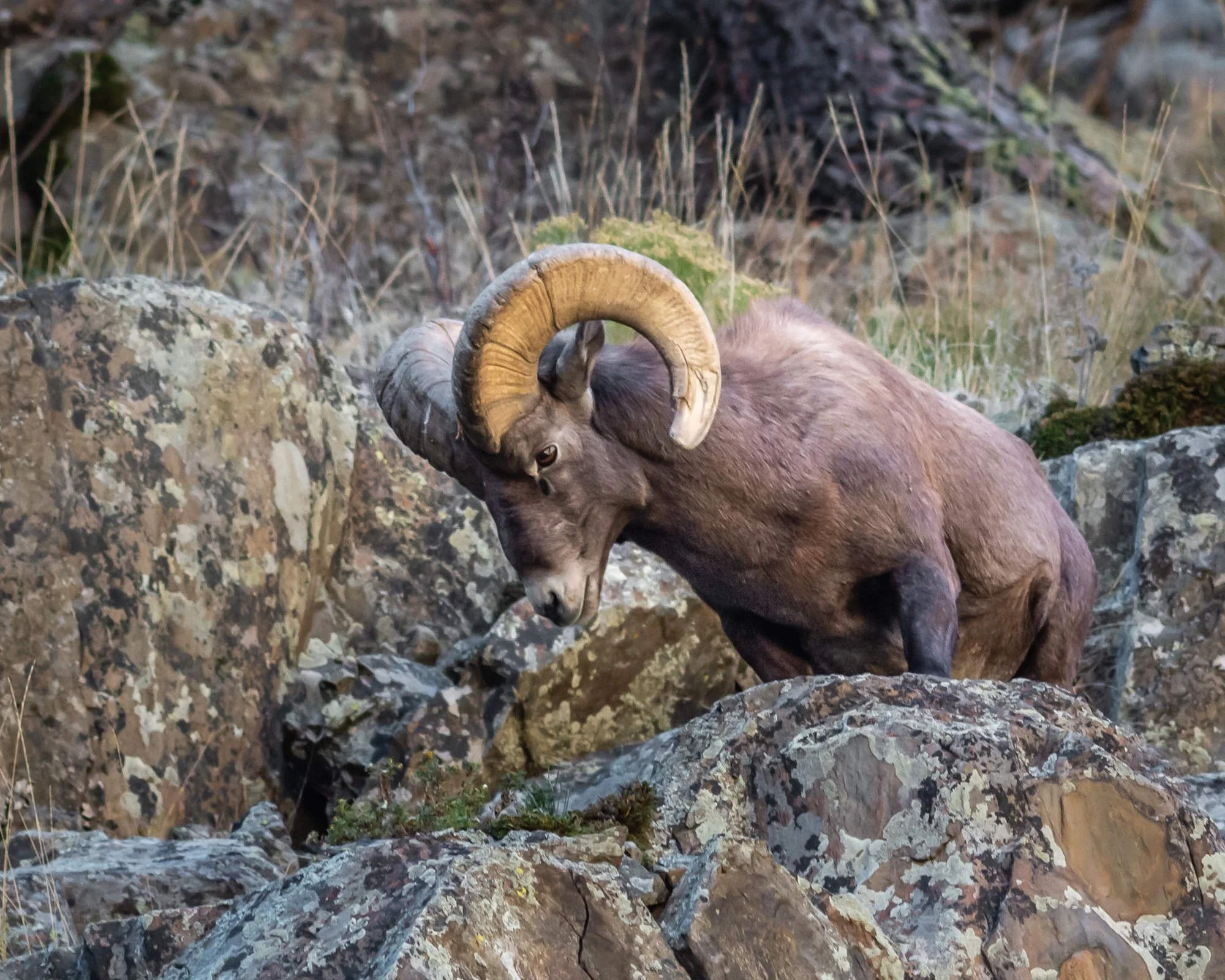 Canyon Sovereign | Bighorn Ram Fine Art Print