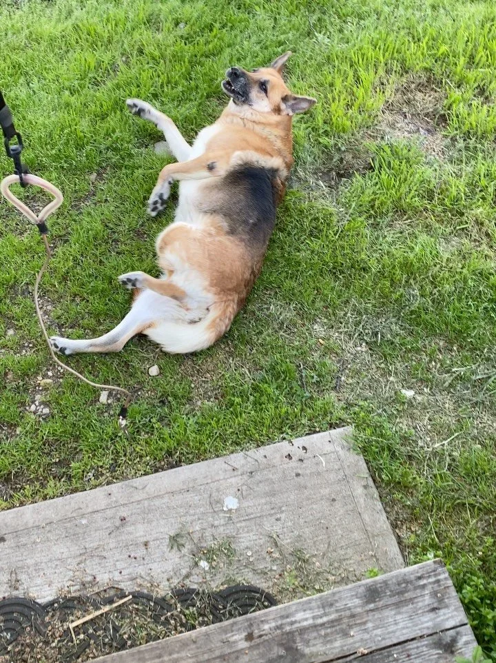 Yesterday, we had to put down one of the most beautiful creatures to ever cross my path.
Lola was a saint, and I mean that. If there’s a heaven she’s got a fast pass through the gates, and if there isn’t one, they’re gonna m