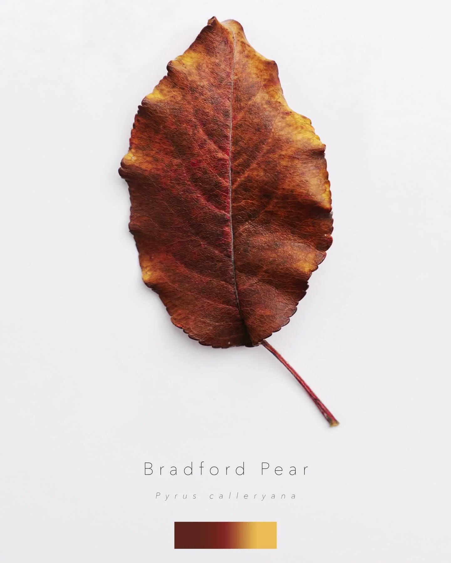 Listen, it&rsquo;s been a real hard year. Go take a gahdamn walk while the leaves are still looking like this. It&rsquo;ll add years to you.