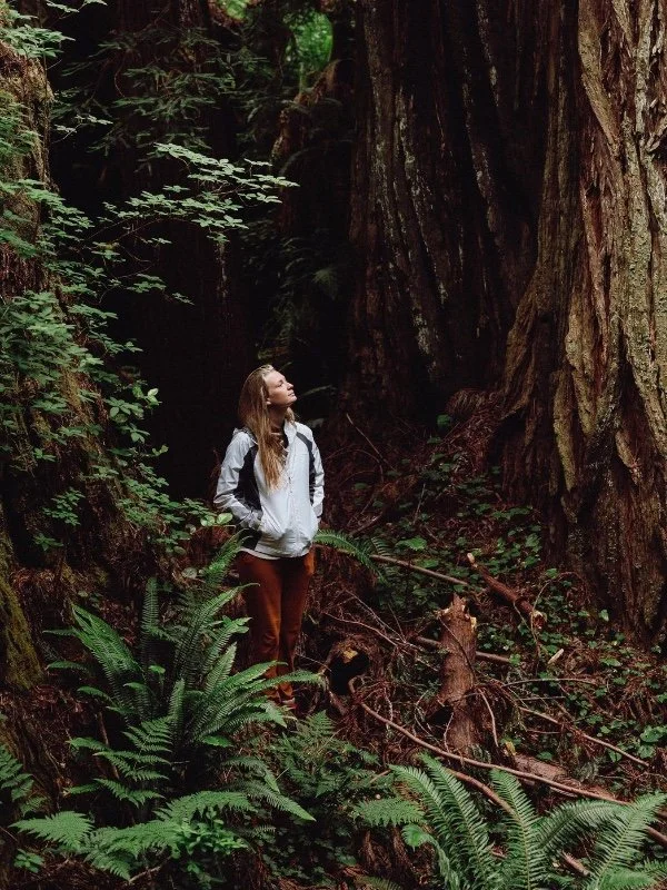 Hiking redwood trails