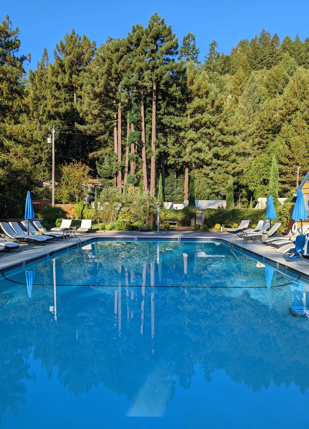 Pool surrounded by redwoods
