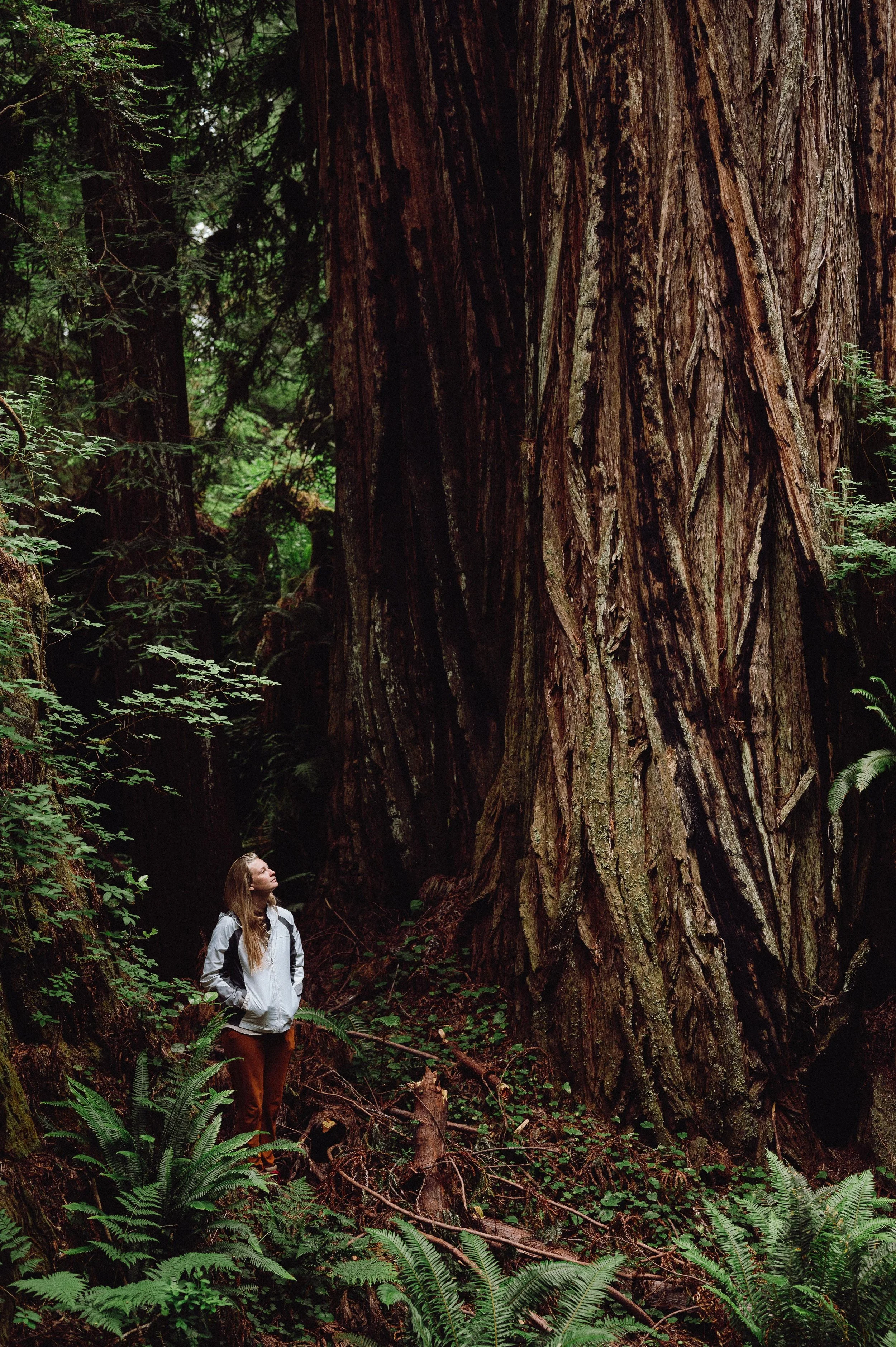 A woman with long hair, wearing a white jacket and brown pants, stands in a lush, green forest, looking up at a towering, textured tree trunk.