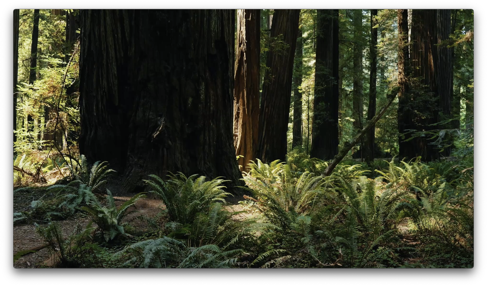Surrey Resort entrance among the redwoods