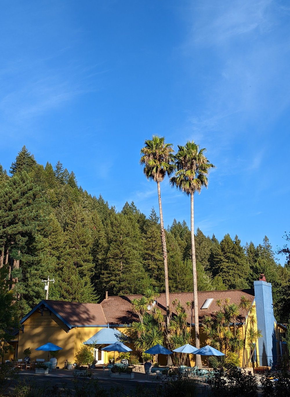 Main lodge among palms and redwoods