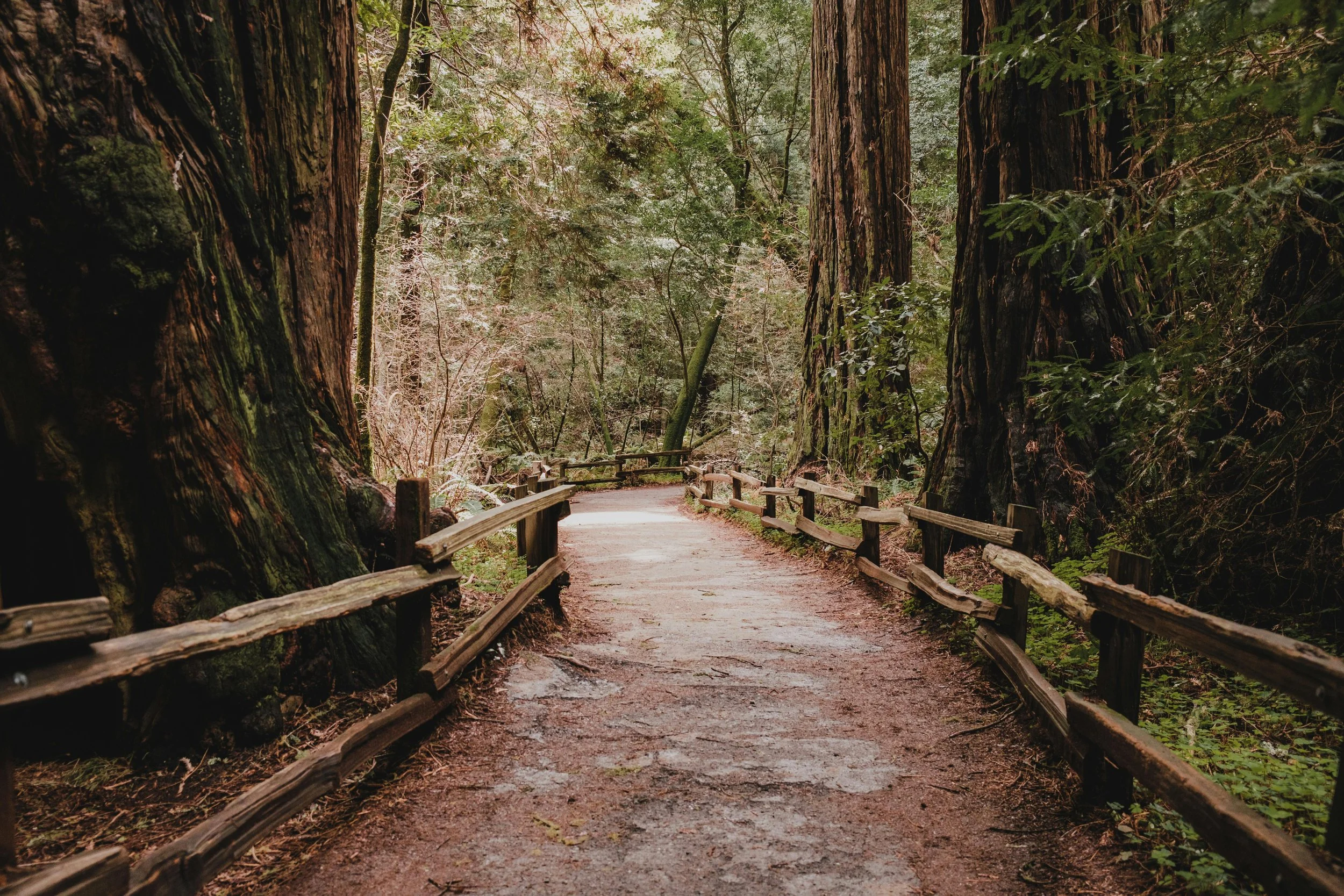 pexels-airamdphoto-15888983.jpg