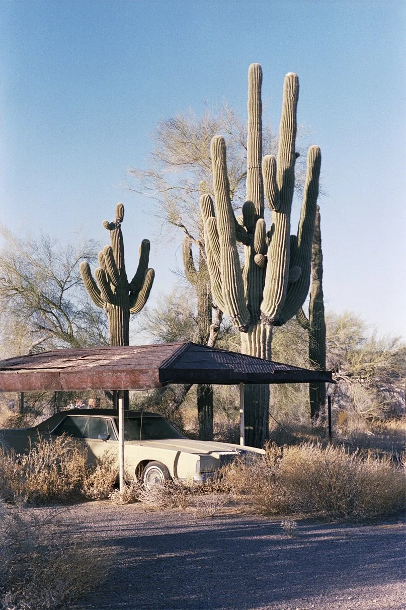 DavidLopez-Photo-Cactus-2.jpg