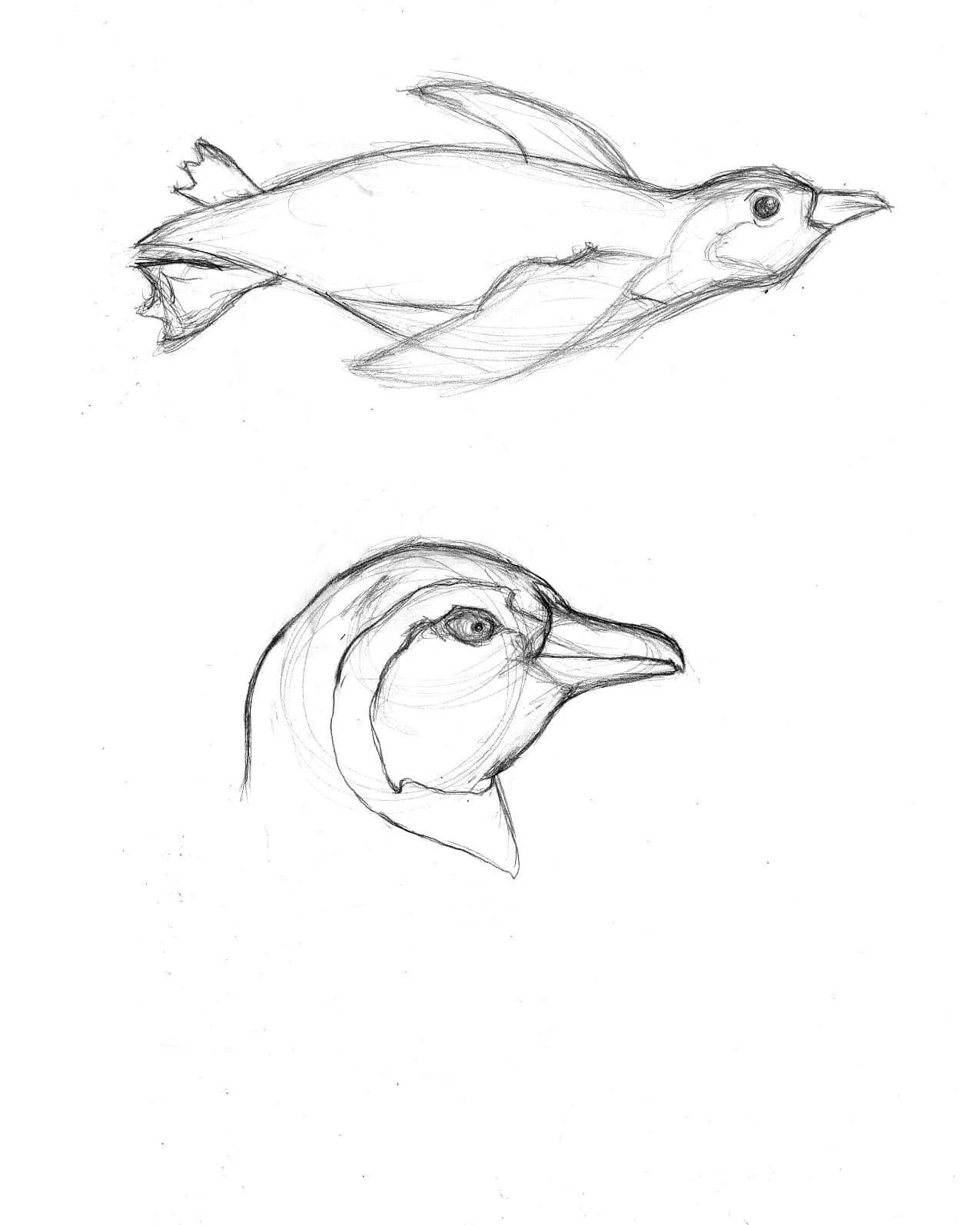 The Aquarium of the Pacific, Long Beach