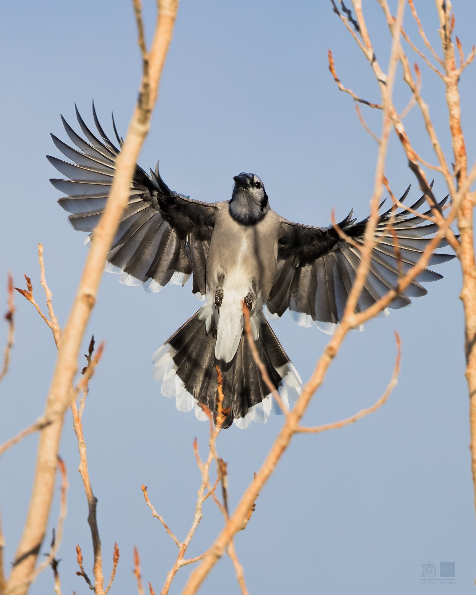 Blue Jay Landing
