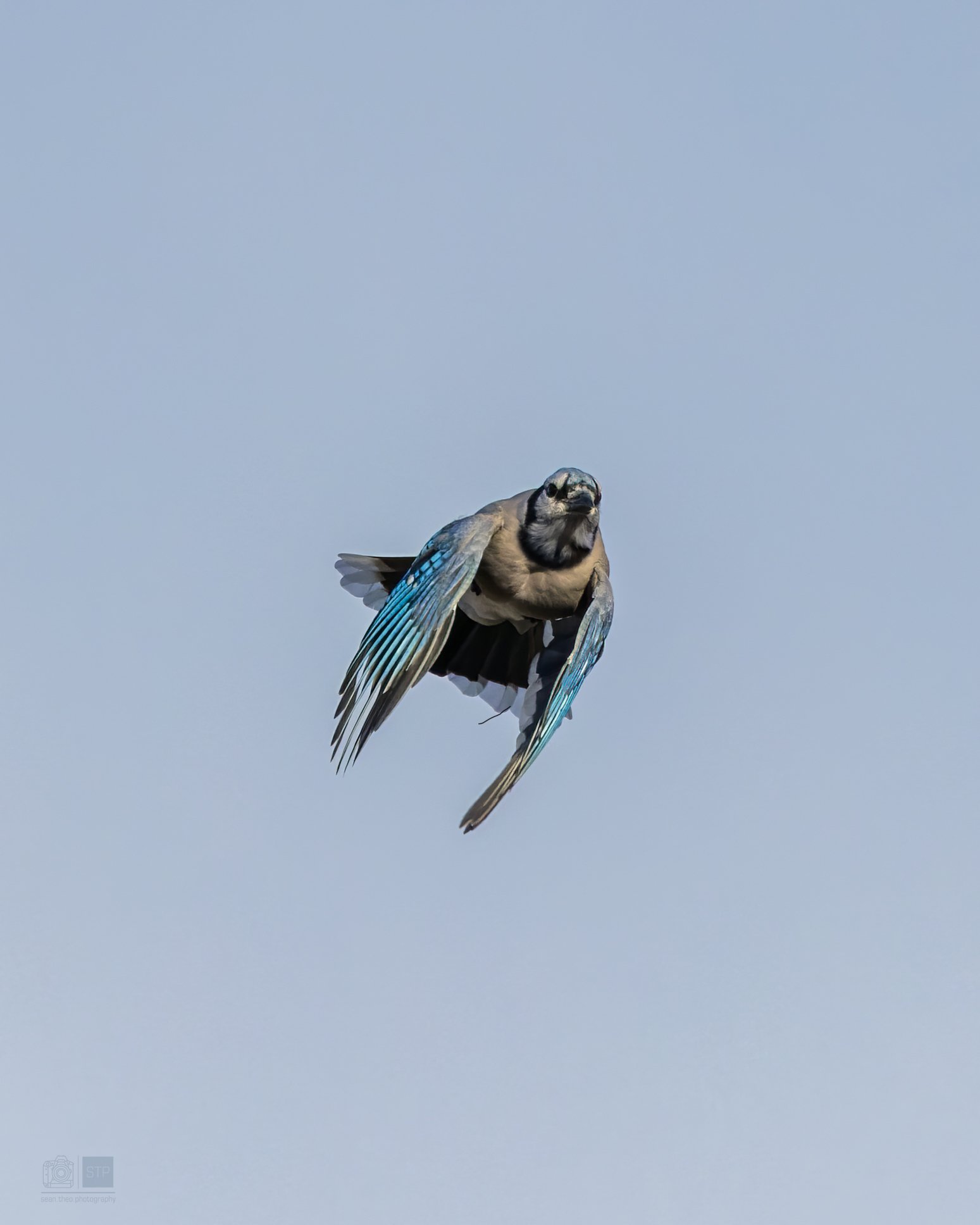 Blue Jay in Flight