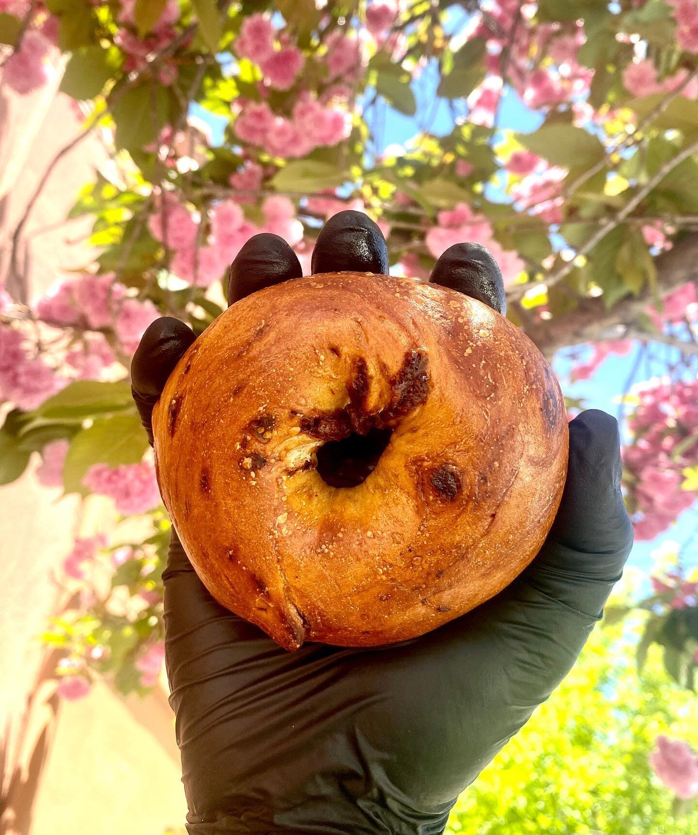 As long as there&rsquo;s fresh🍒 we&rsquo;ve got organic cherry/chocolate bagels!
Get some starting this weekend.. @marincountrymart FM and @kensingtonfarmersmarket and find them at www.ethelsbagels.com for doorstep delivery and pick up.
.
.
.
#bagel