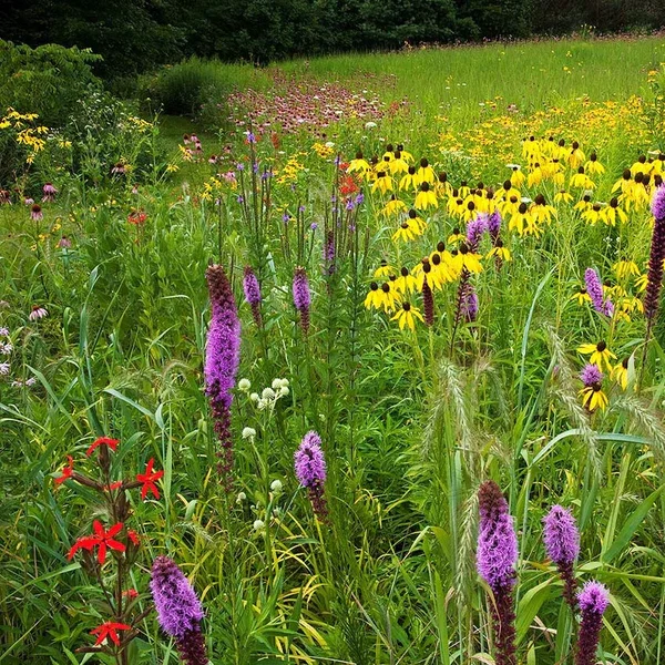 6 Benefits of Using Native Plants in Northeast Florida Gardens and Landscapes (Plus Recommended Plants)
