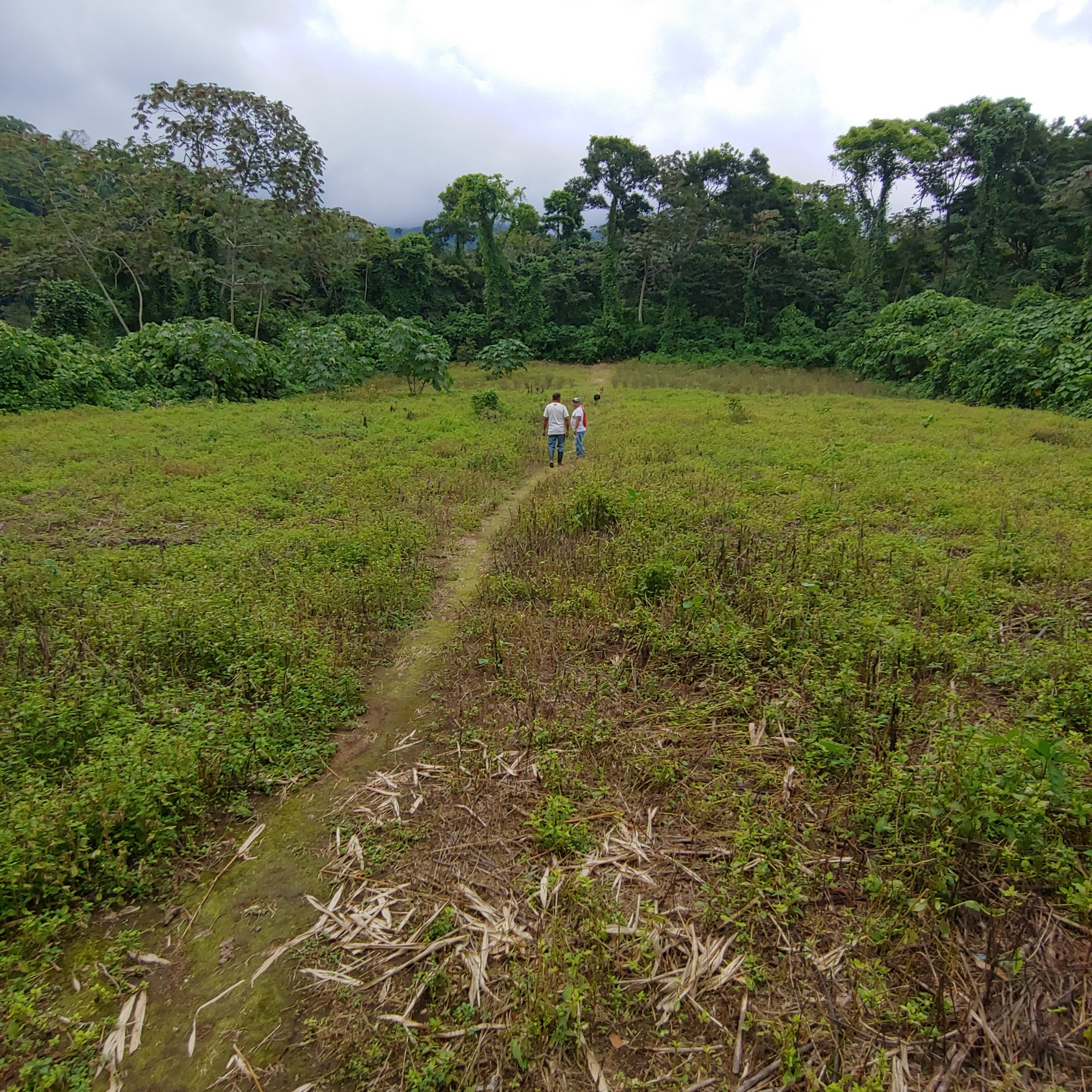 field of peppers.jpg