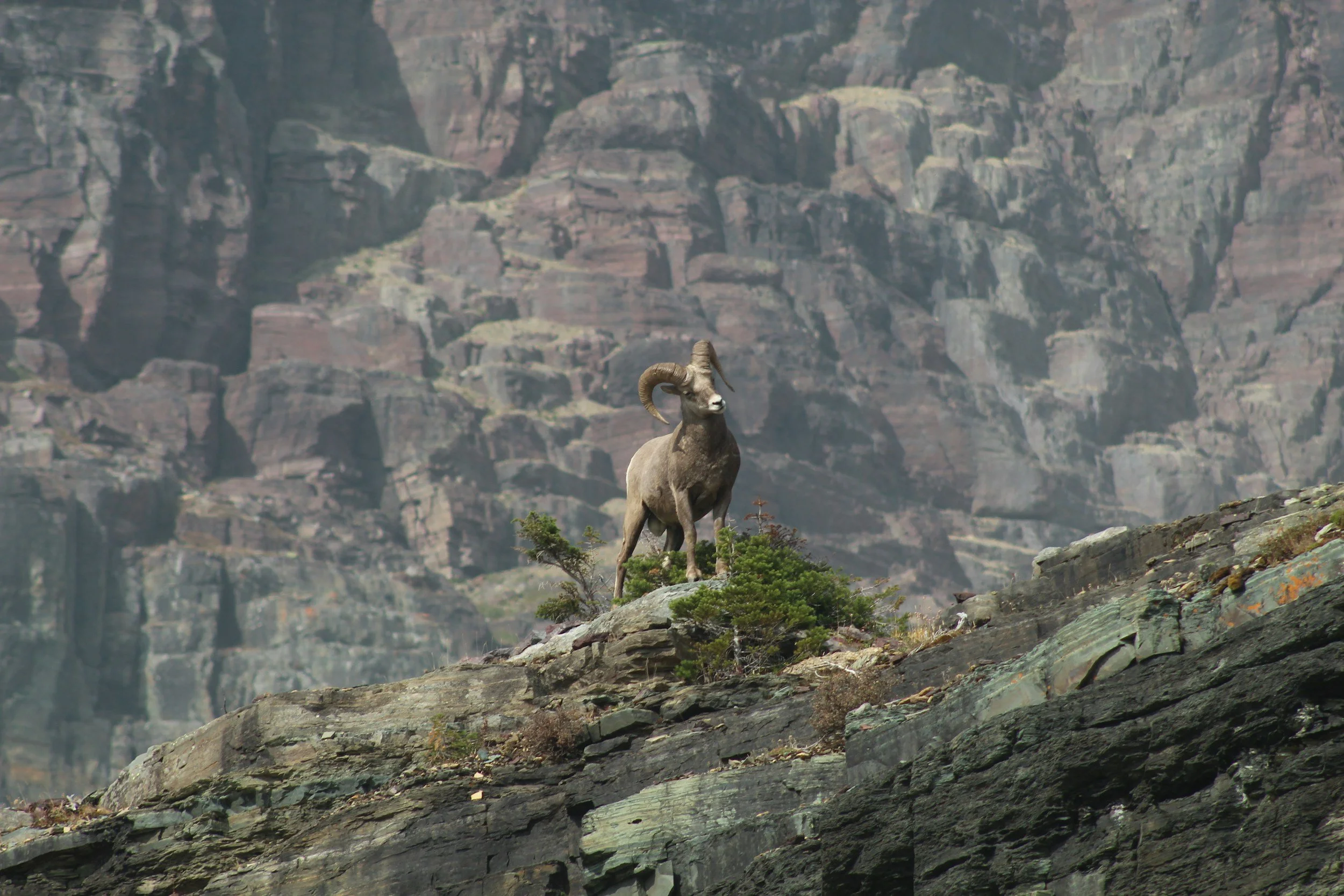 Wildlife Photography Along Coastal Edges
