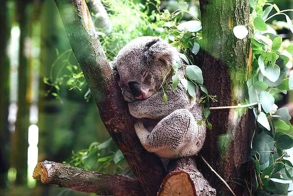 Napping Koala