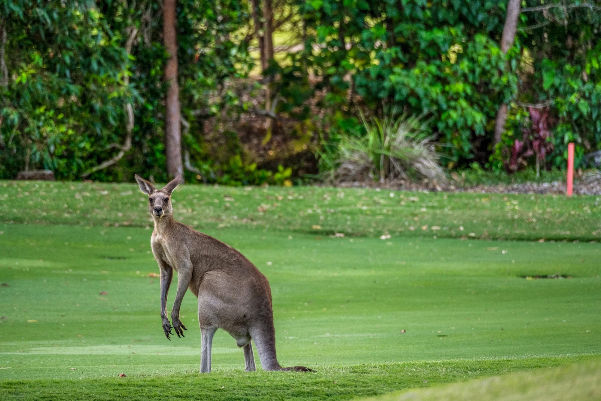 Sunshine Coast Wildlife Photography: Fieldcraft, Ethics, and Sharp Results
