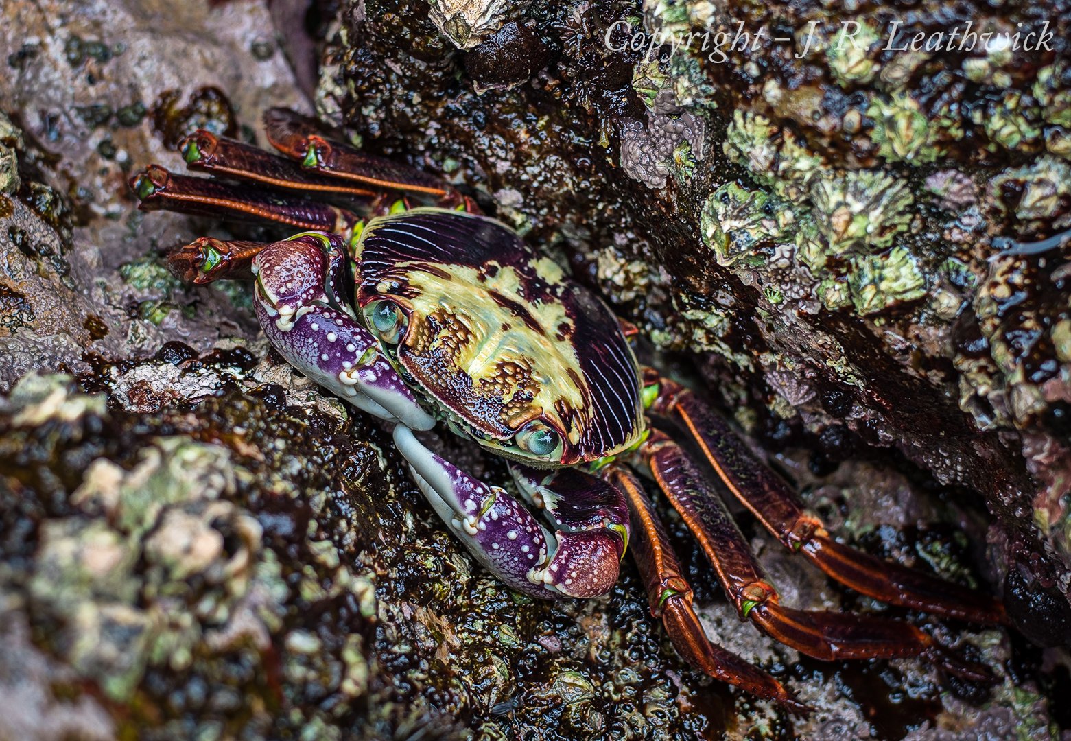 Close-up of a colorful crab with yellow, purple, and orange markings on textured rock surface.