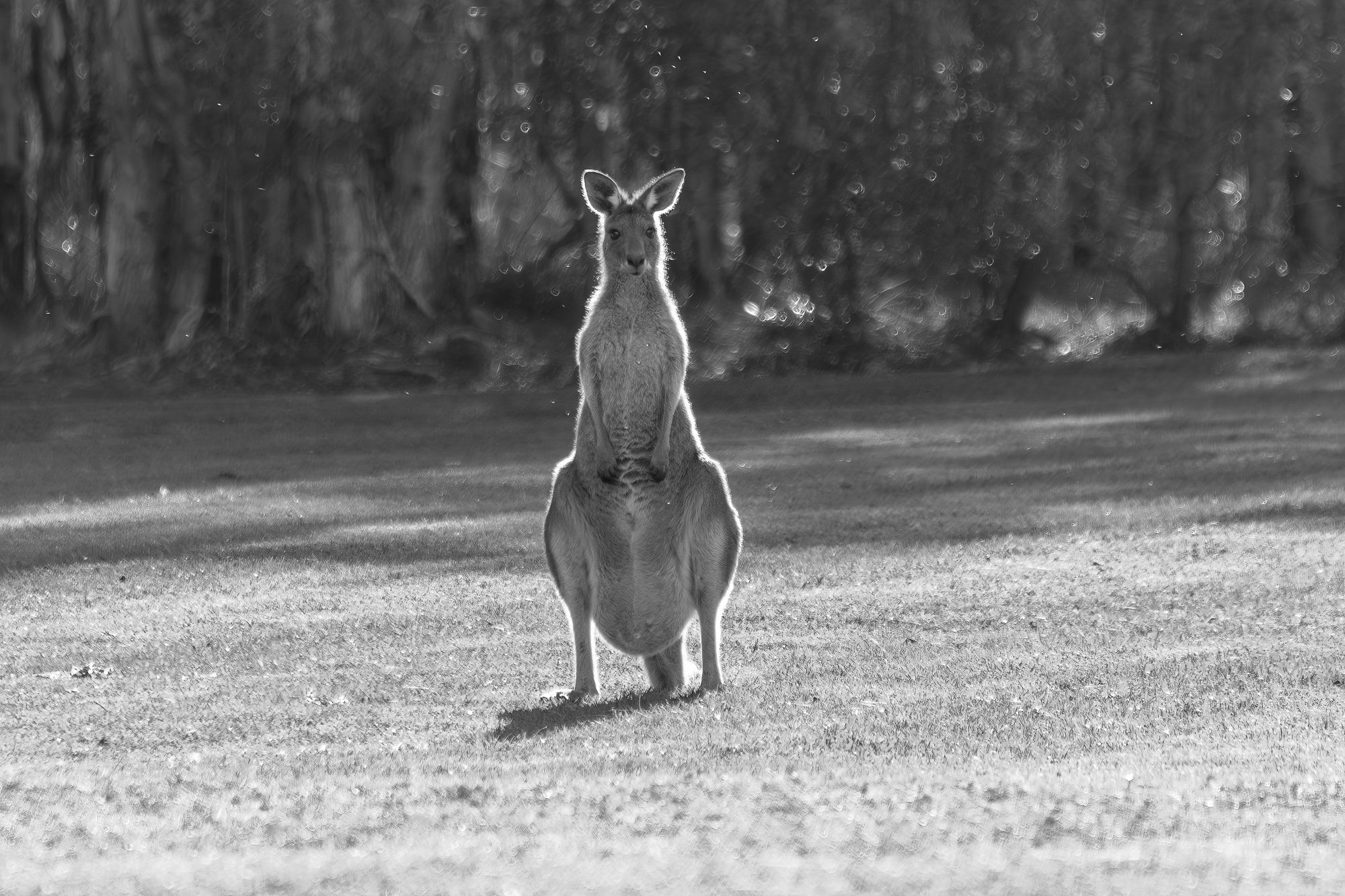 Kangaroo Jack
