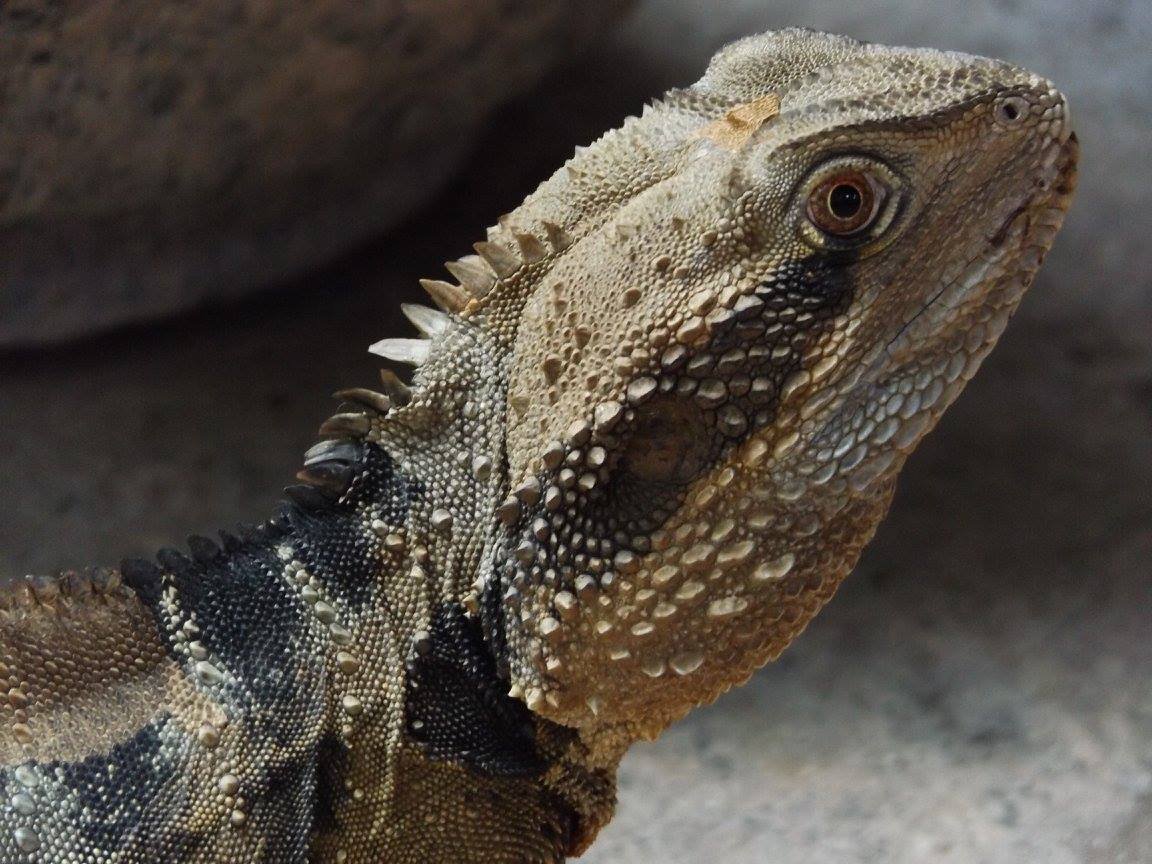 Hey You Dragon