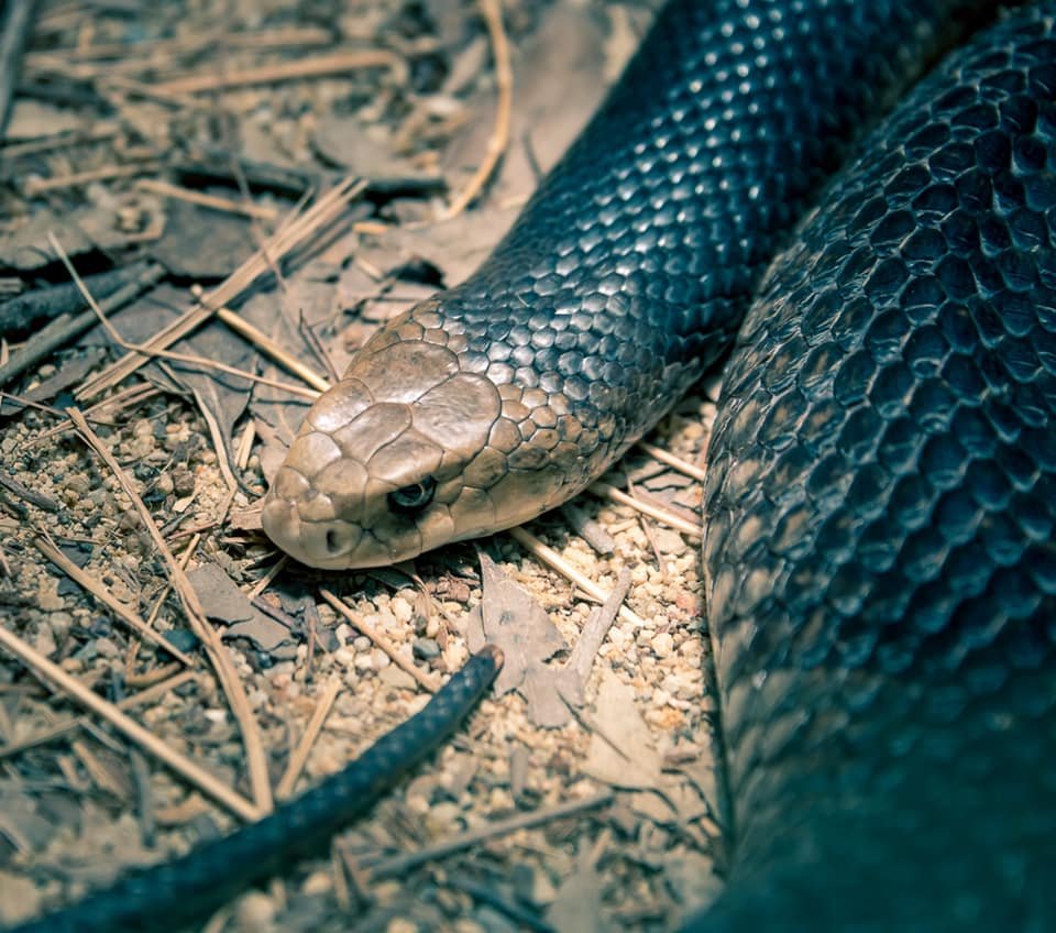 The Angry Snake