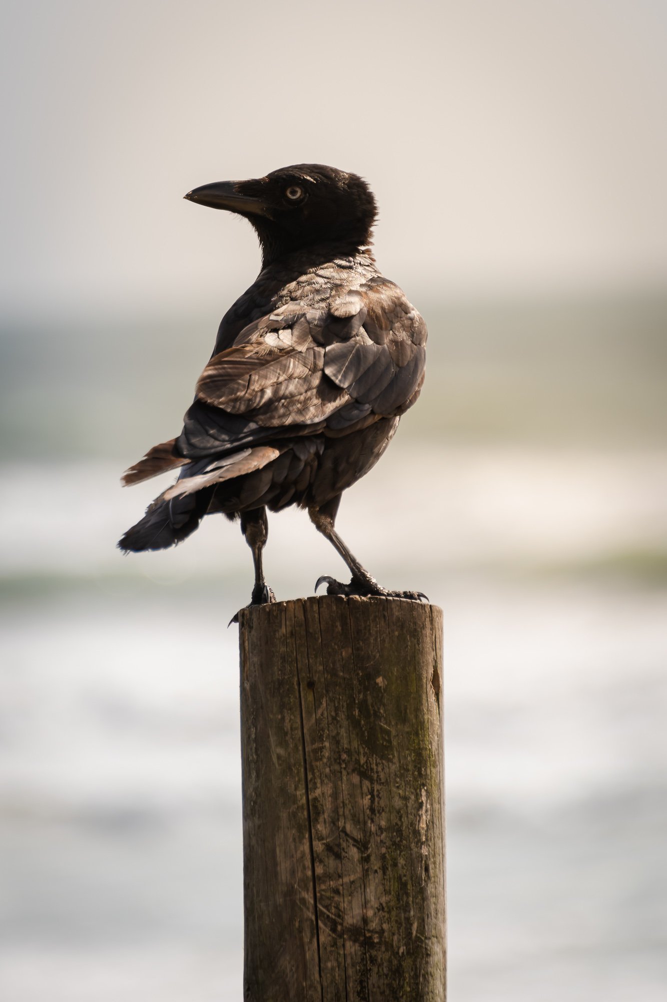 Raven On Lifeguard Duty 
