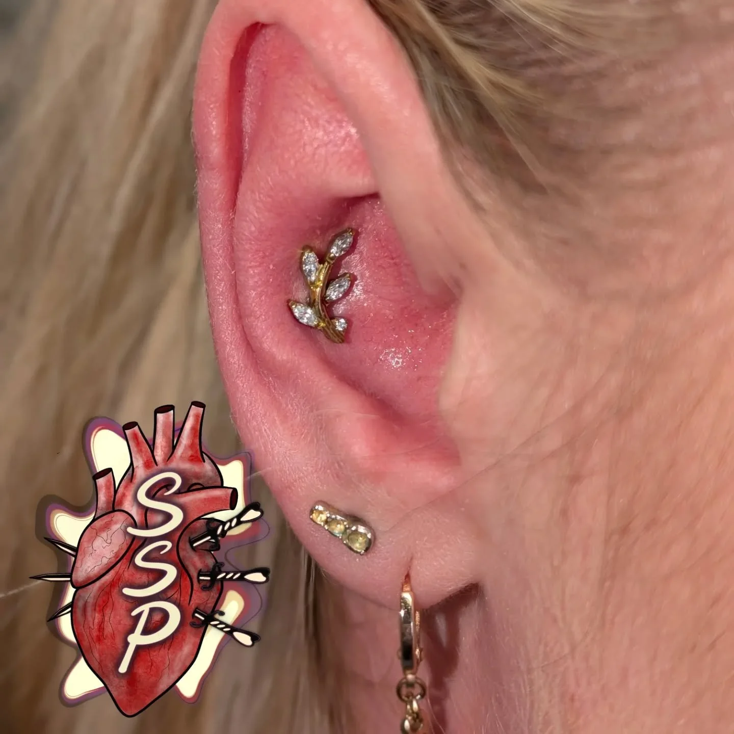 Fresh new conch piercing with one of my favorite pieces in the shop anodized gold

If you're interested in coming in for a piercing. There is no appointment needed, you can just come into the shop while we are open. Any questions about piercings you 