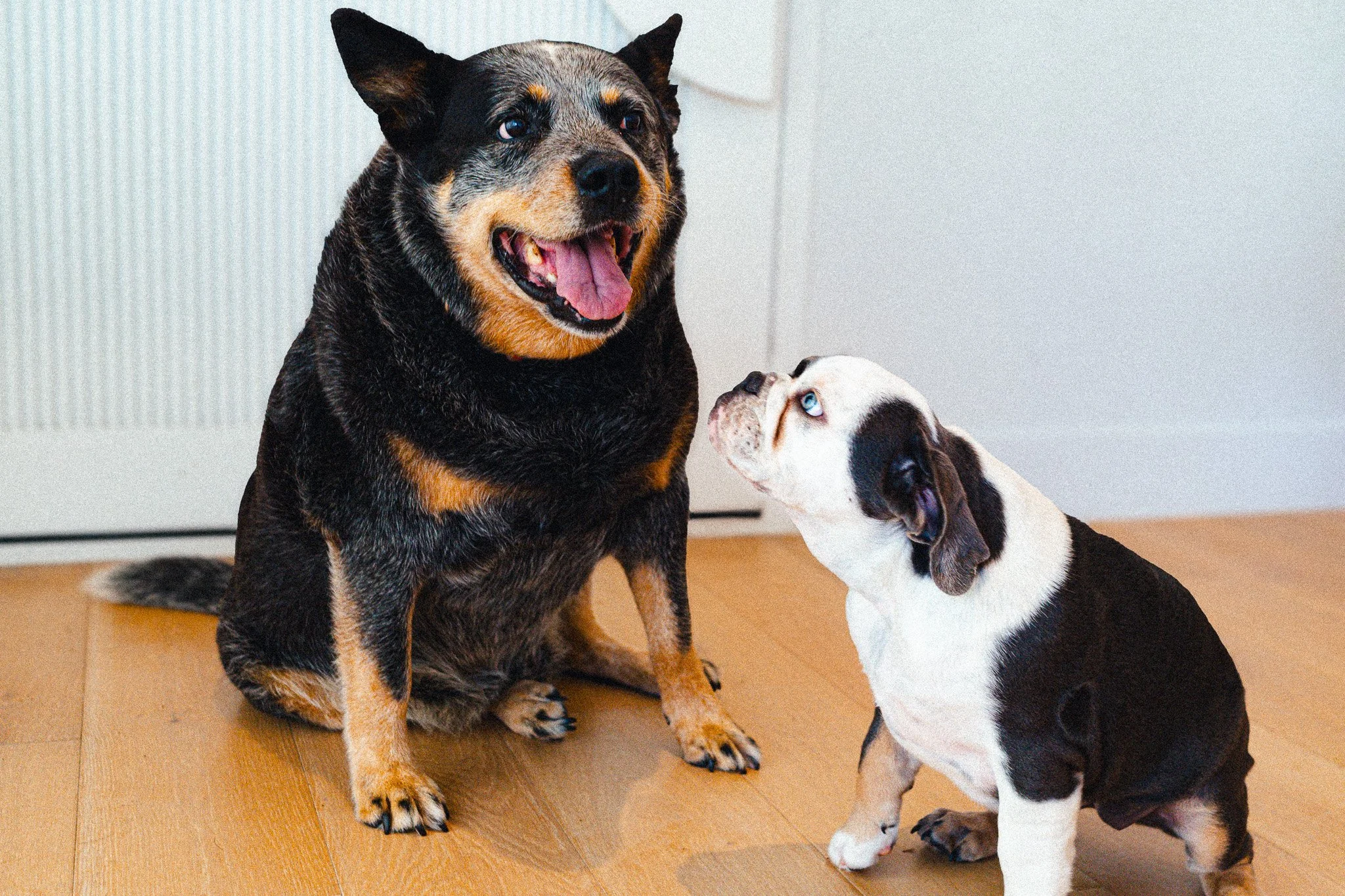 Angel Phoenix: content creation, brand photography, business and visibility coaching offered on the Sunshine Coast. Based in Eumundi but servicing Cooroy, Coolum Beach, Noosa Heads, Caloundra, Maroochydore, Yandina and surrounds.