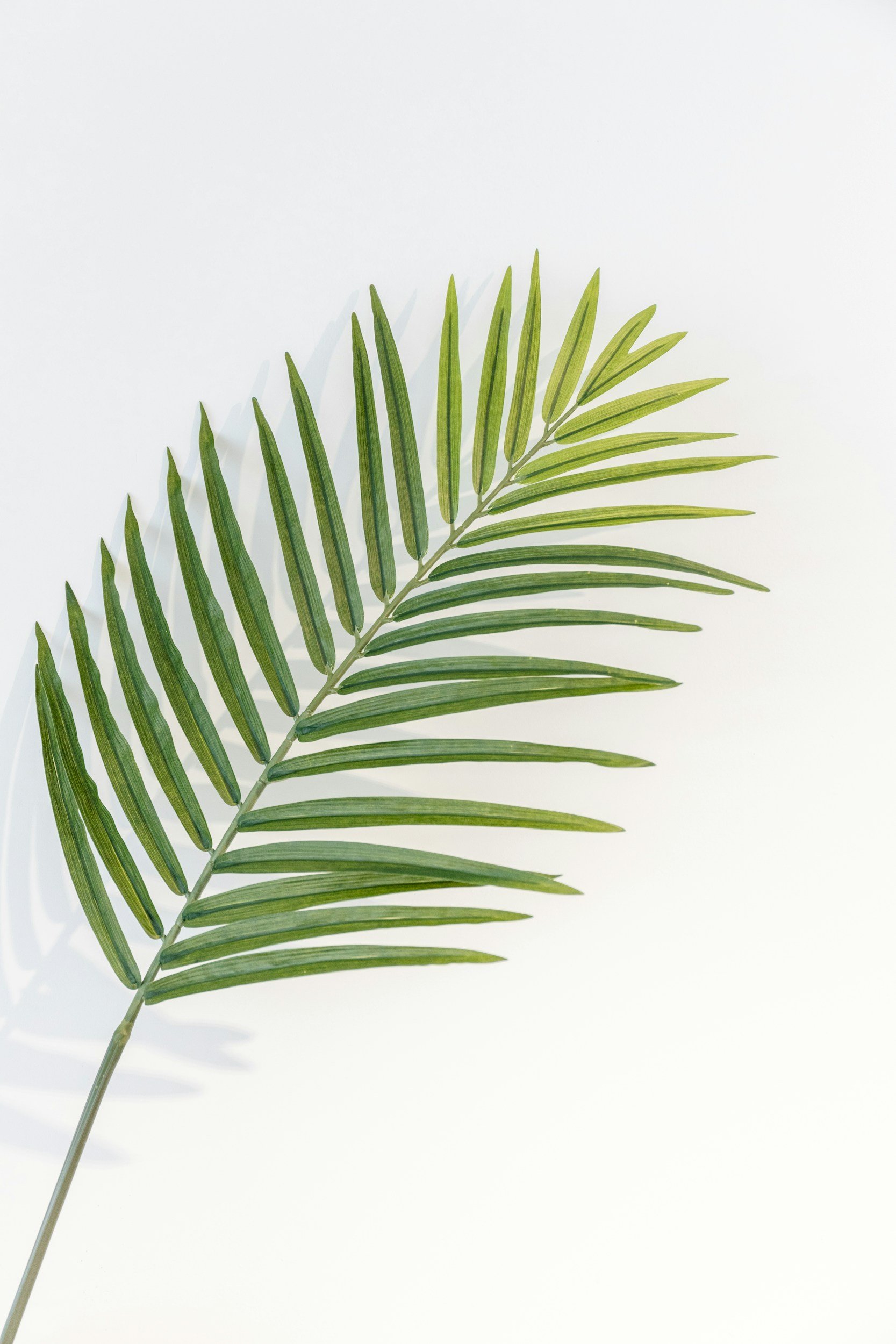 Palm Sunday Sermon: “The Hero of the Story”