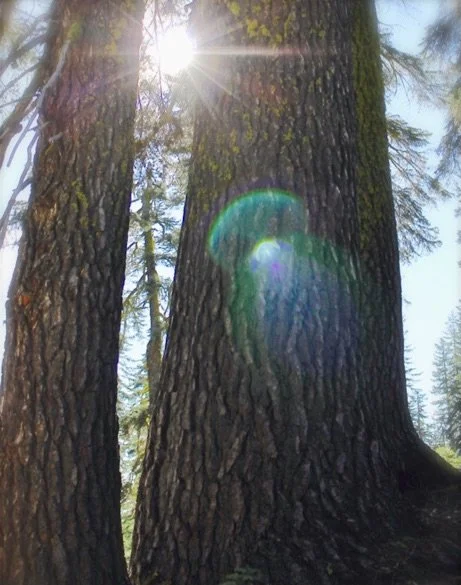 Image 4-9-21 at 1.26 AM.jpg